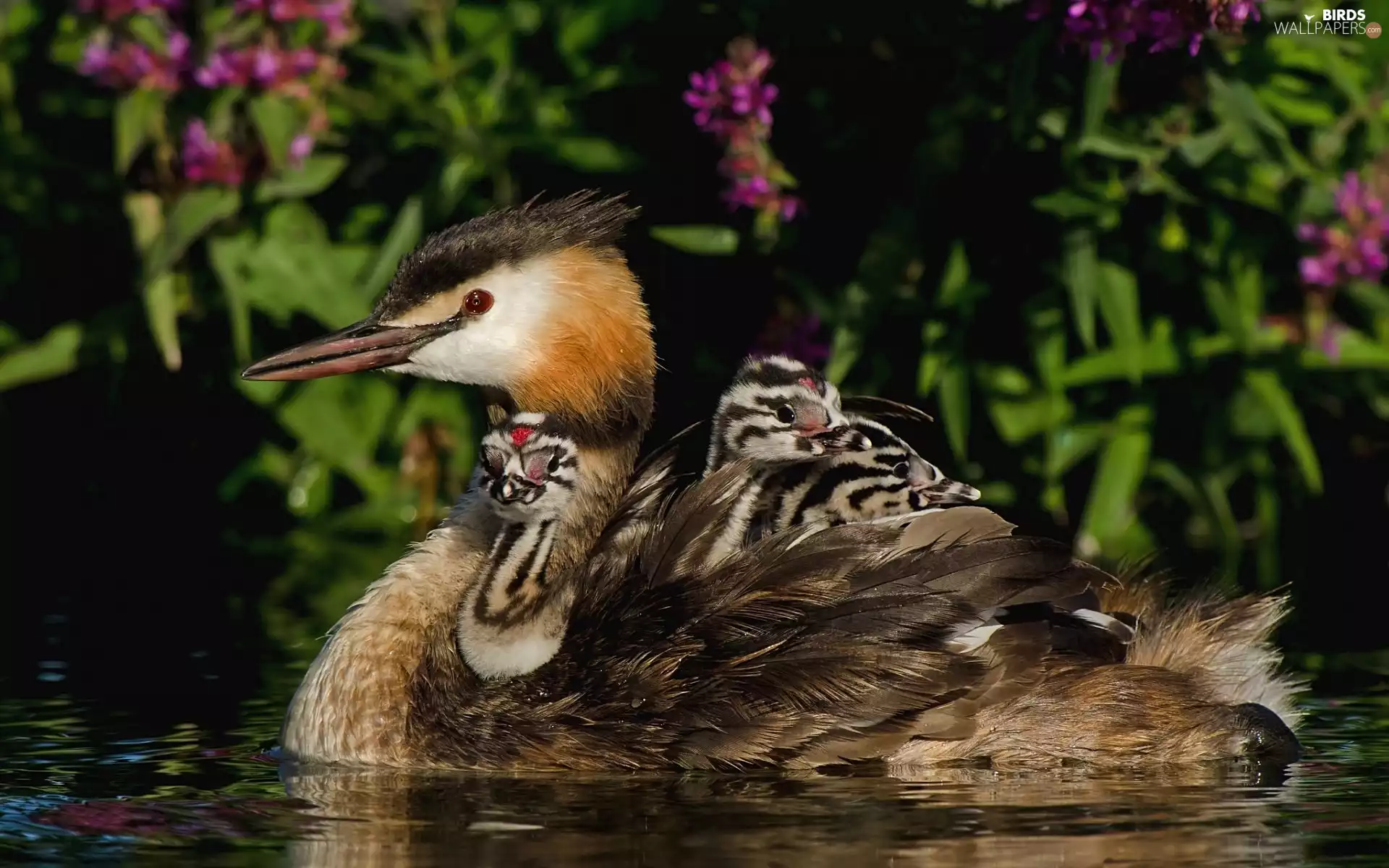 grebe, chick