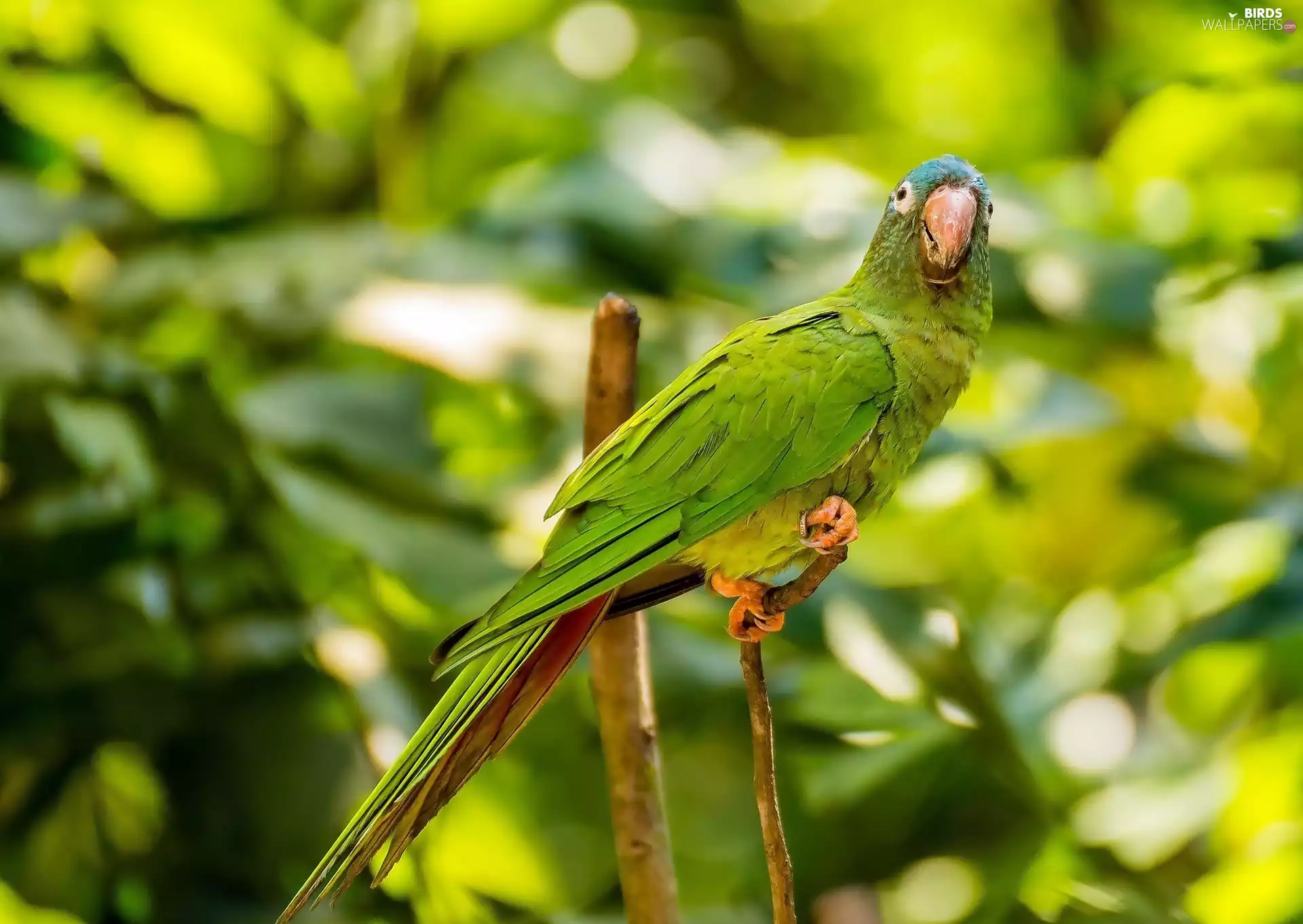 Green Parrot, Bird