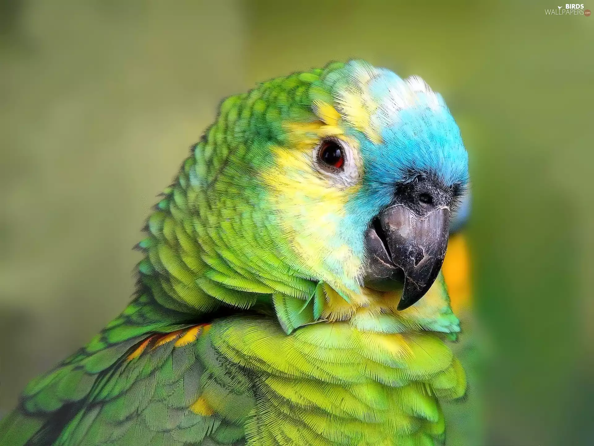 blue, parrot, mouth, Green
