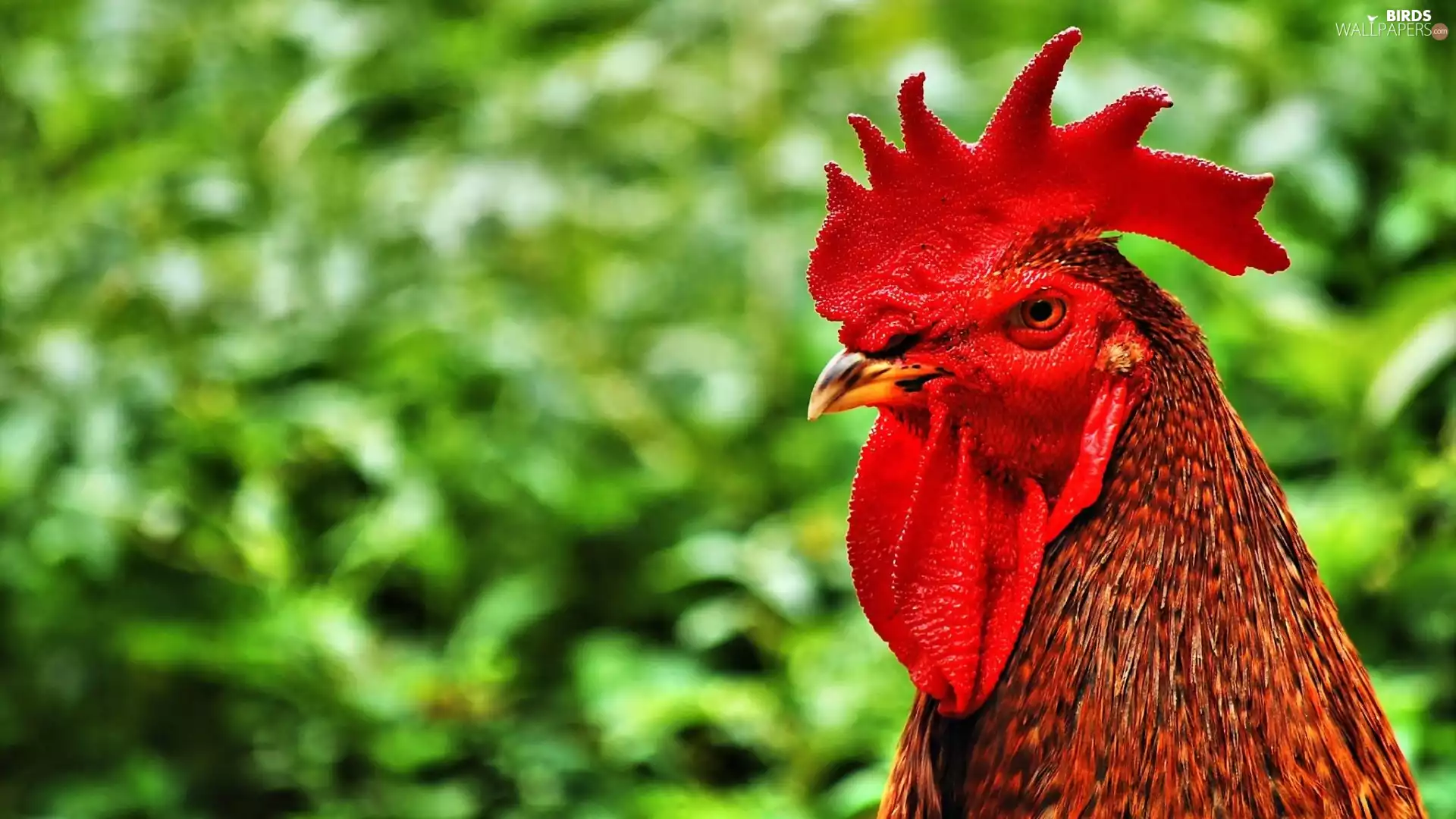 green, rooster, comb