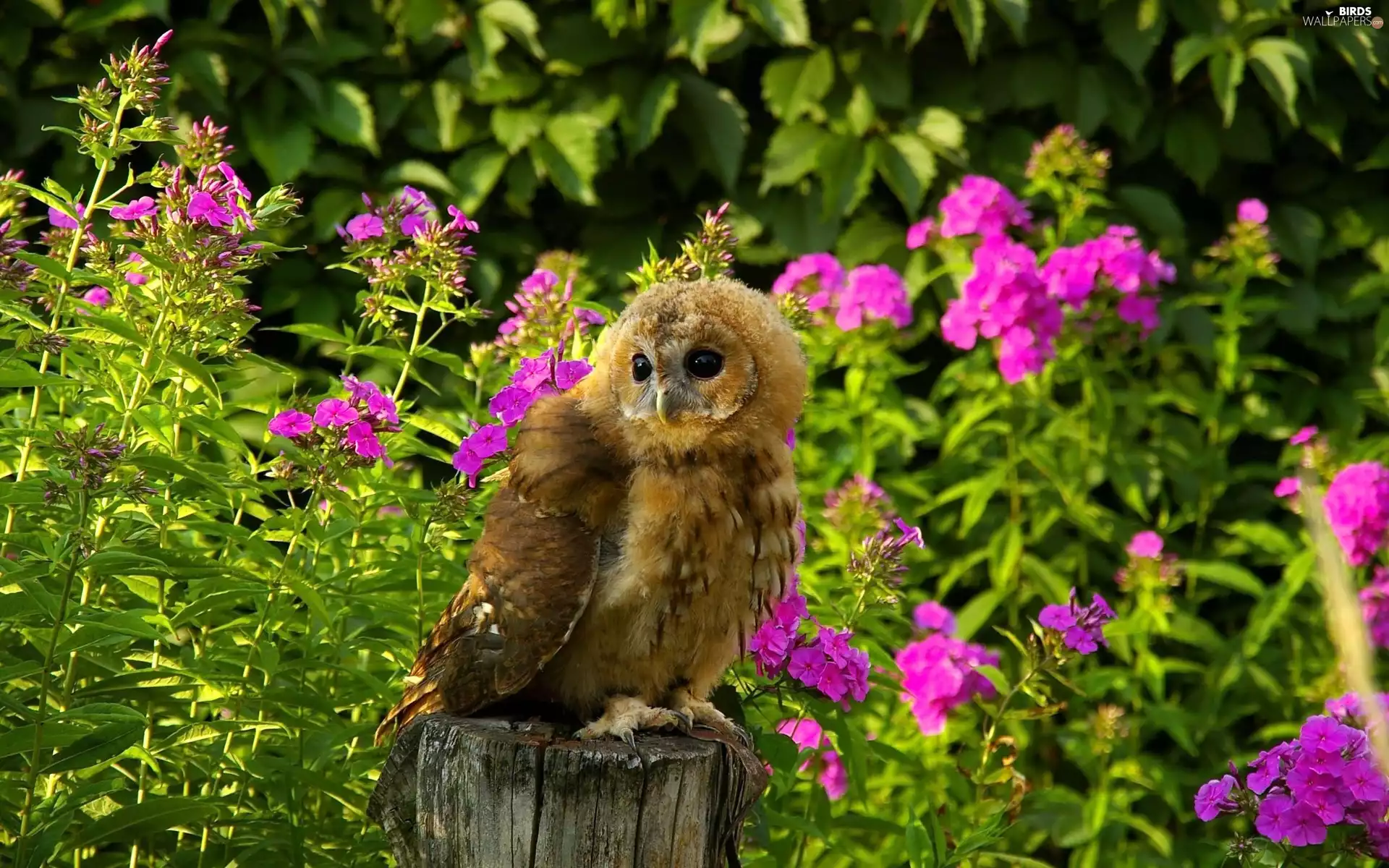 Flowers, owl, Barn, green