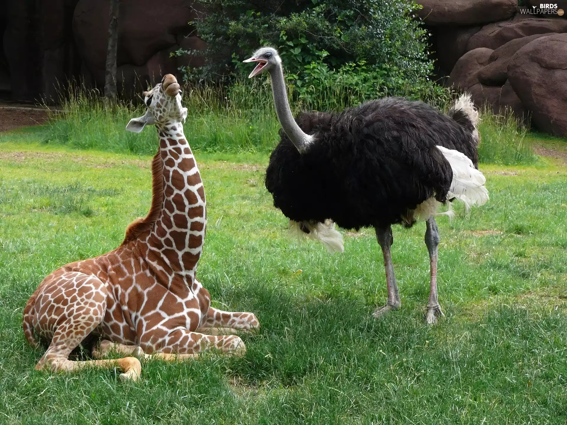 green, ostrich, giraffe