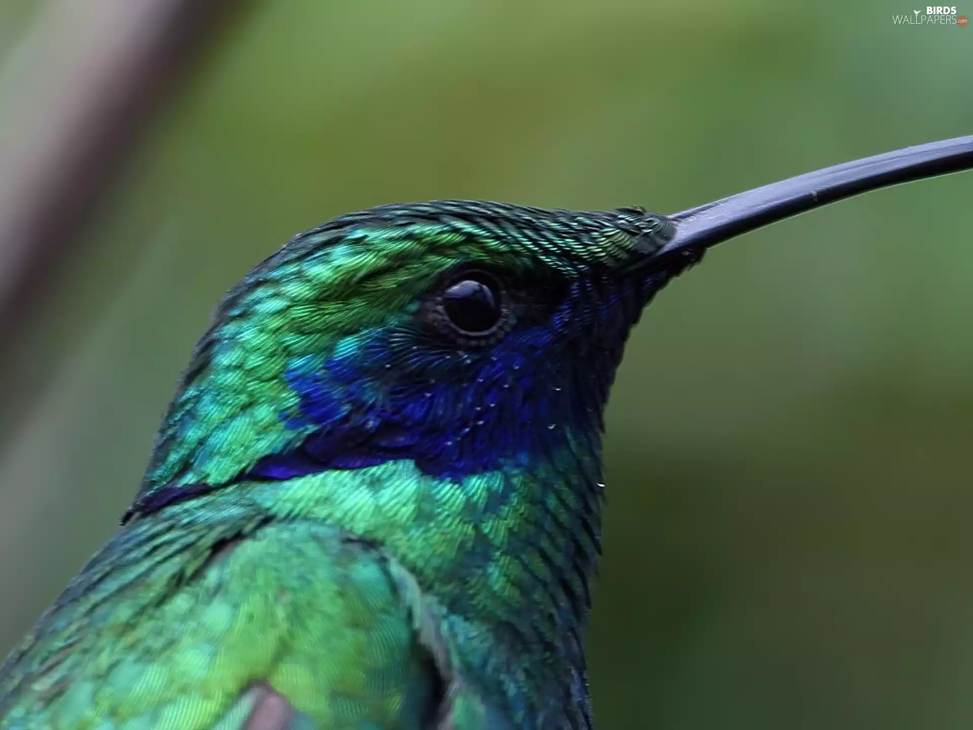 humming-bird, blue, Green
