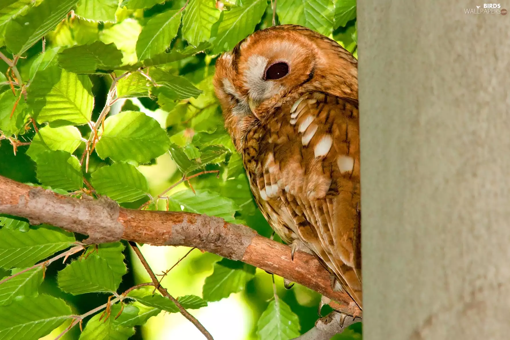 Brown, green ones, Leaf, owl