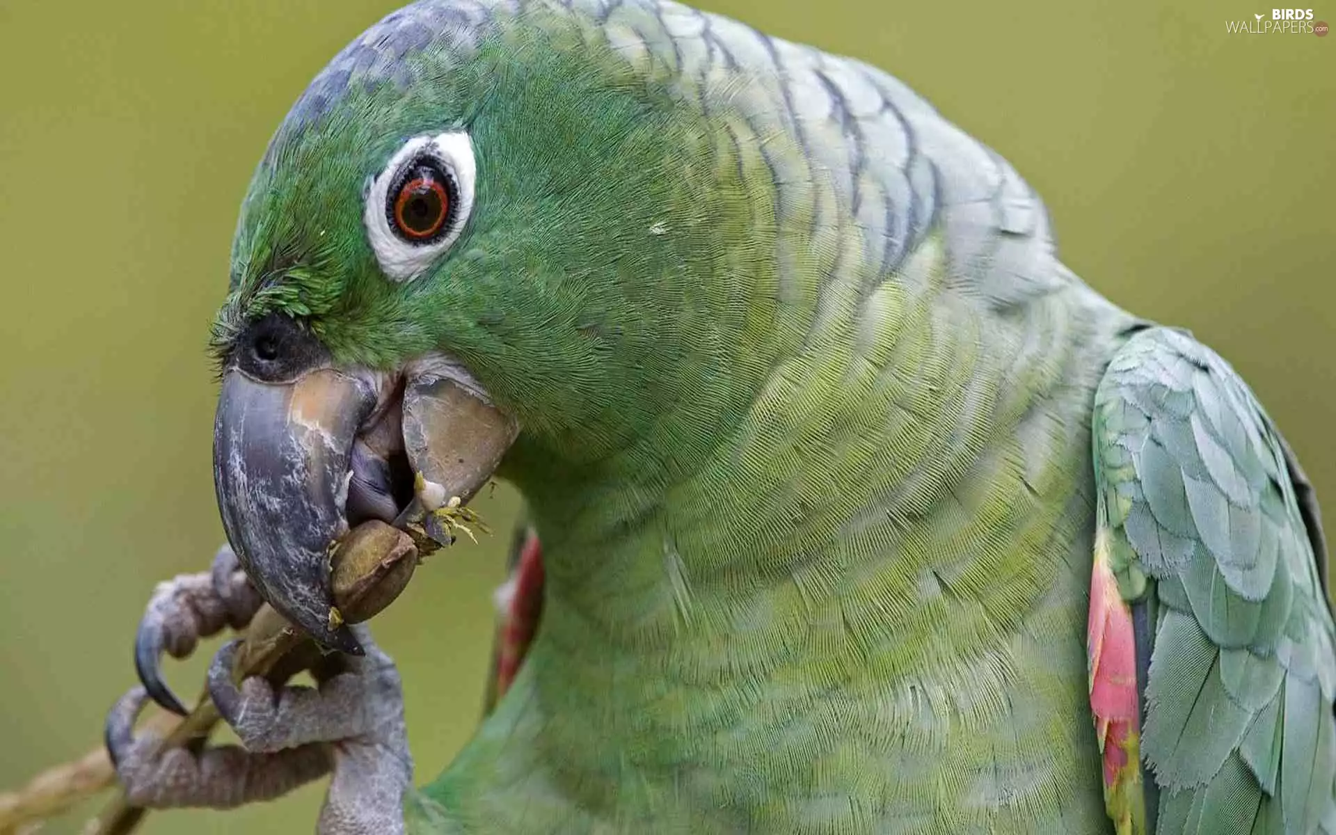 Green, parrot