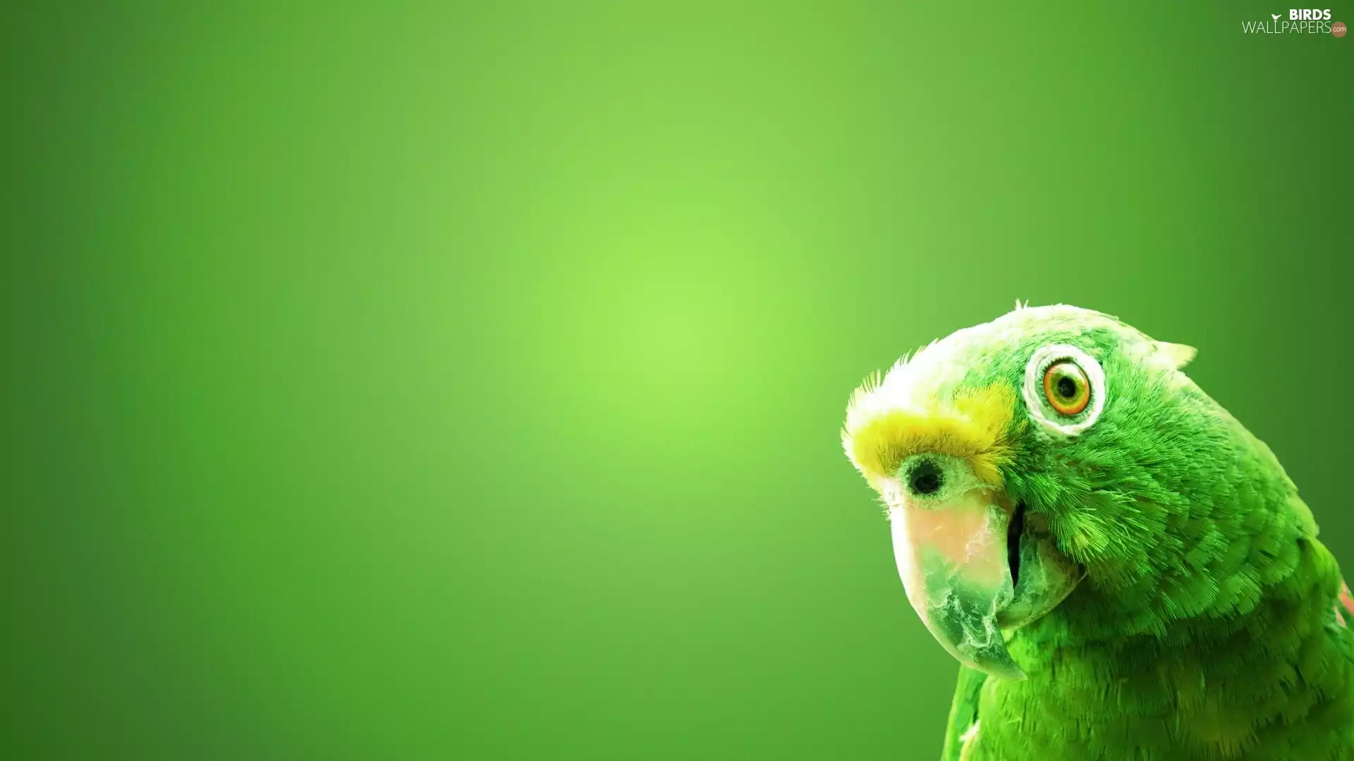 Green, parrot
