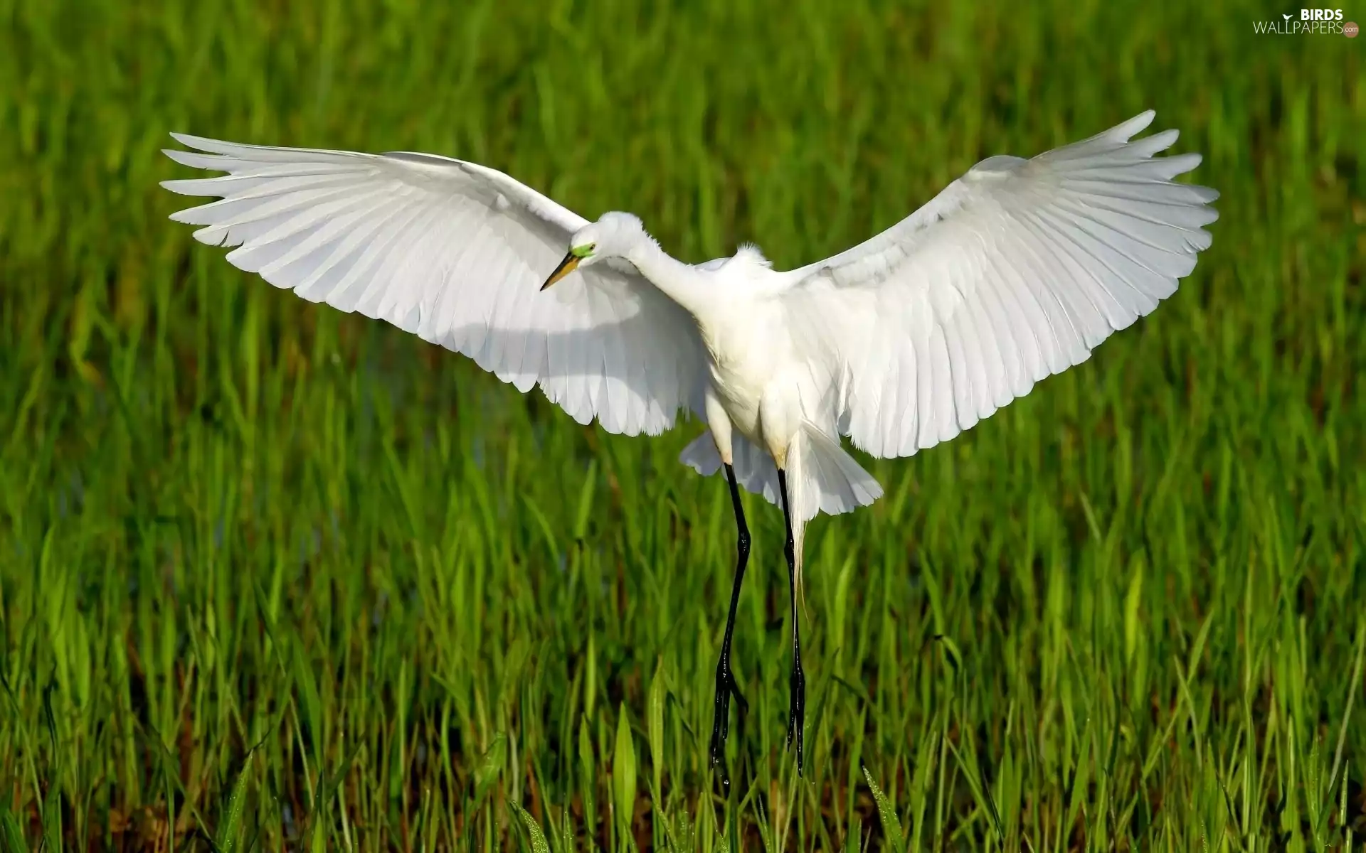 swamp, grass, heron, Green