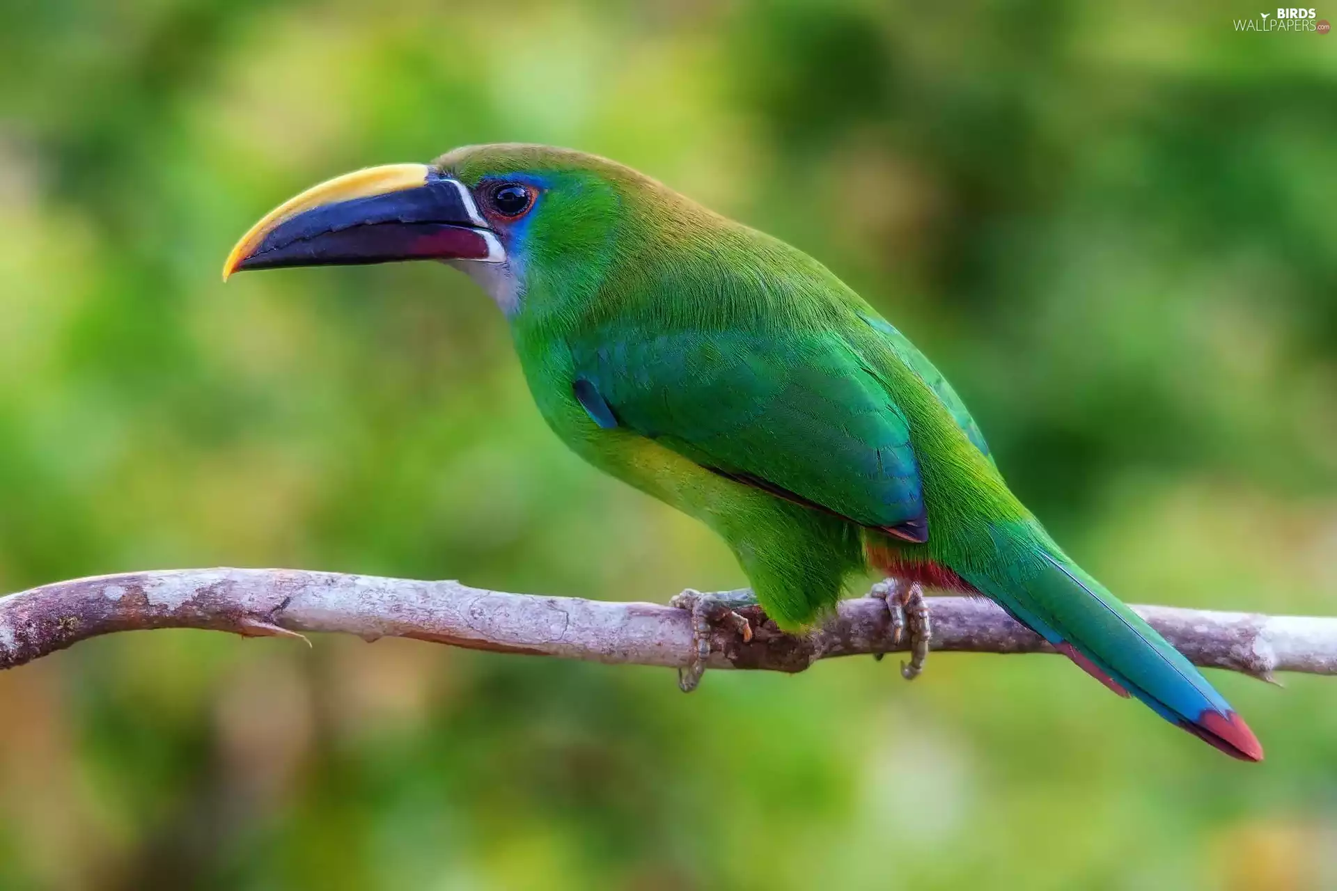 Green, Toucan