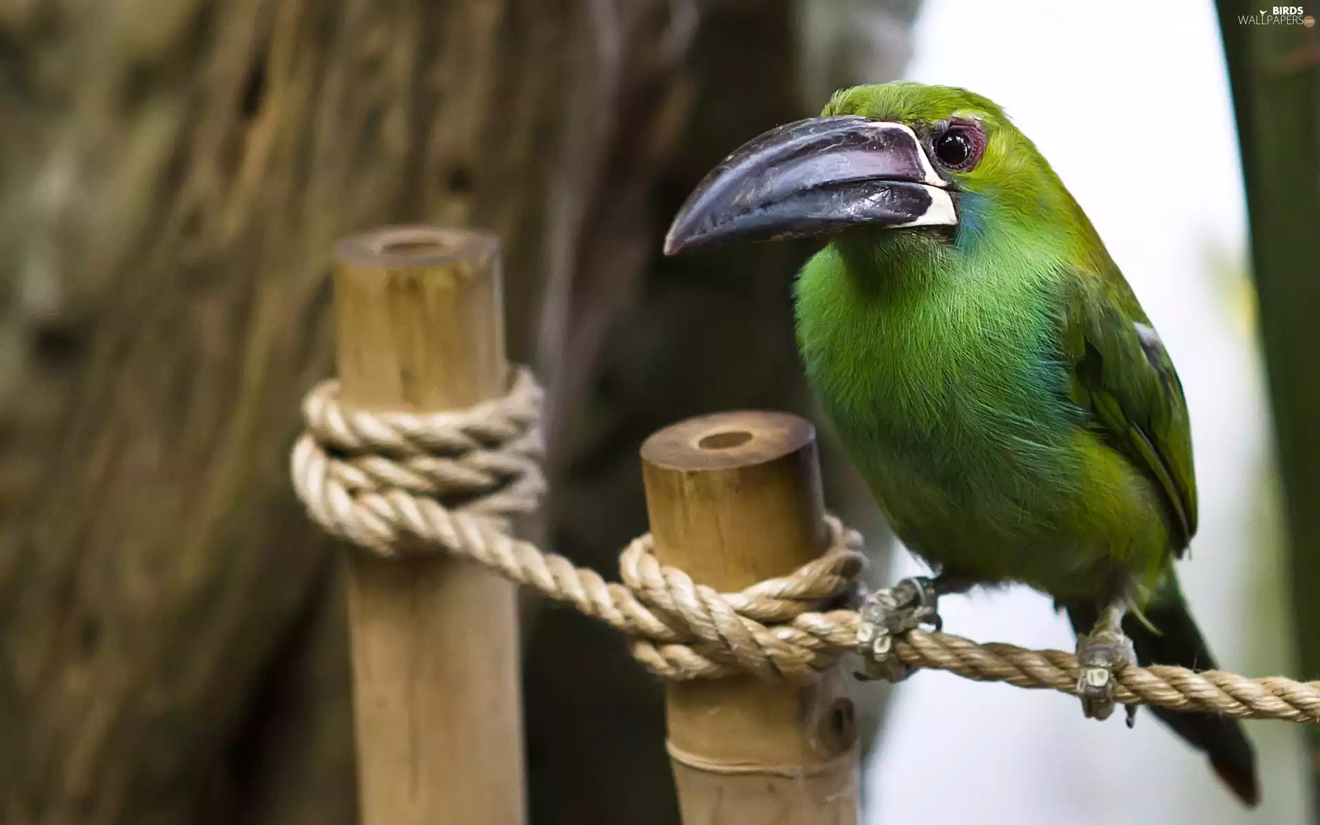 Green, Toucan