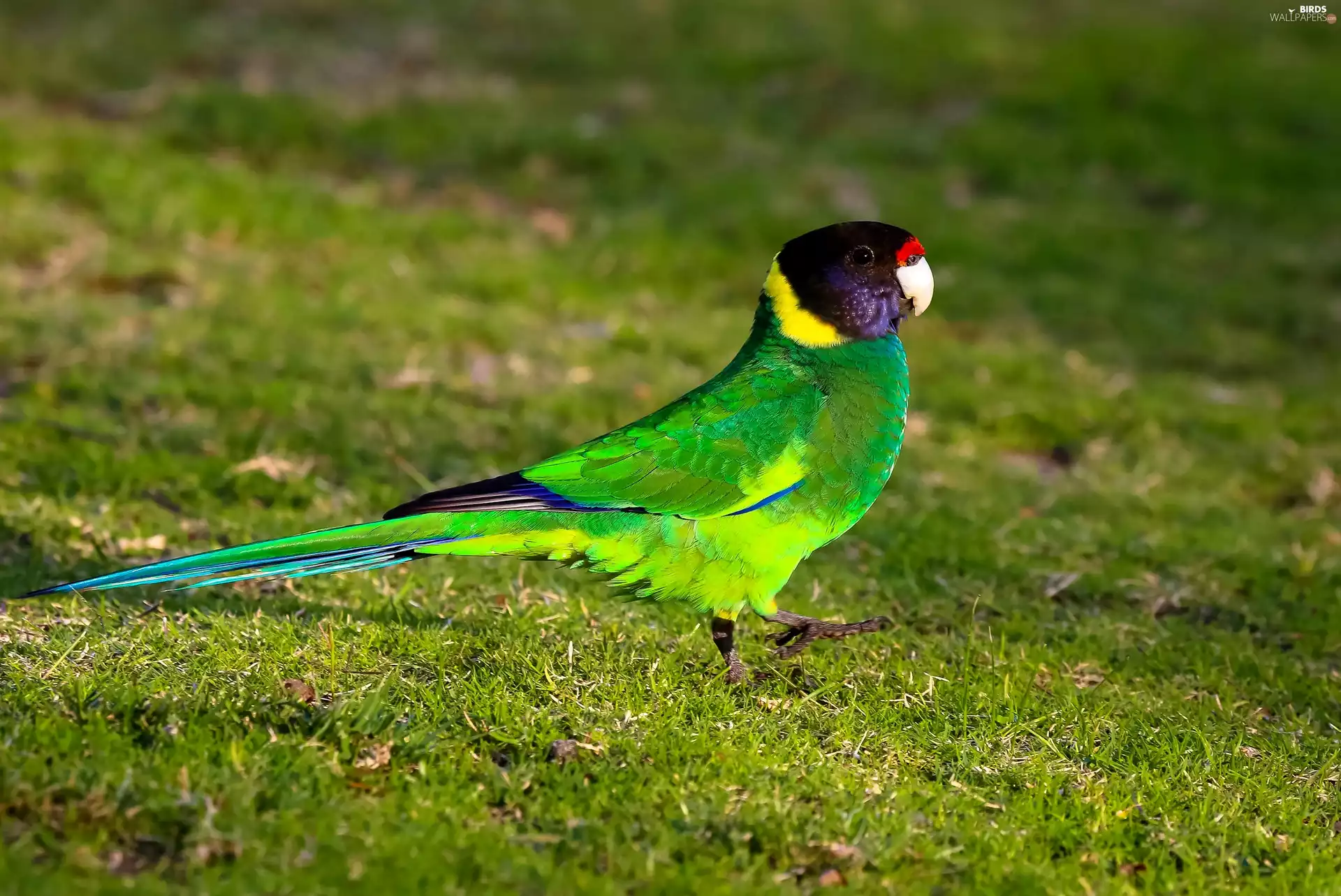 walking, parrot, Meadow, Green