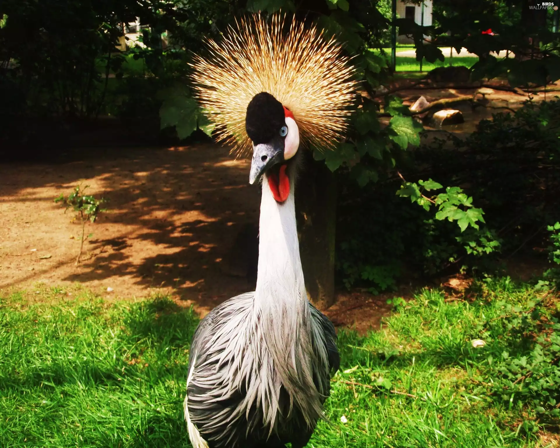Grey Crowned Crane