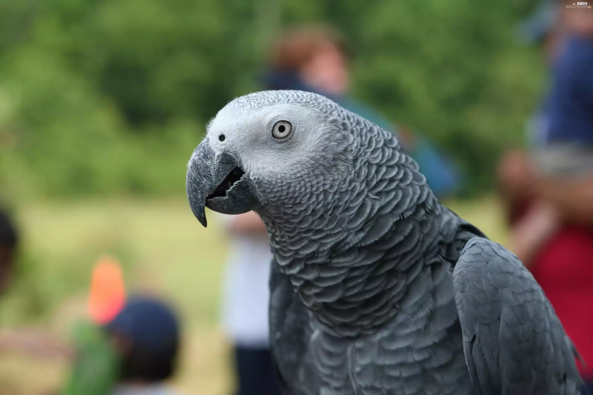 African Grey Parrot, Gray, parrot