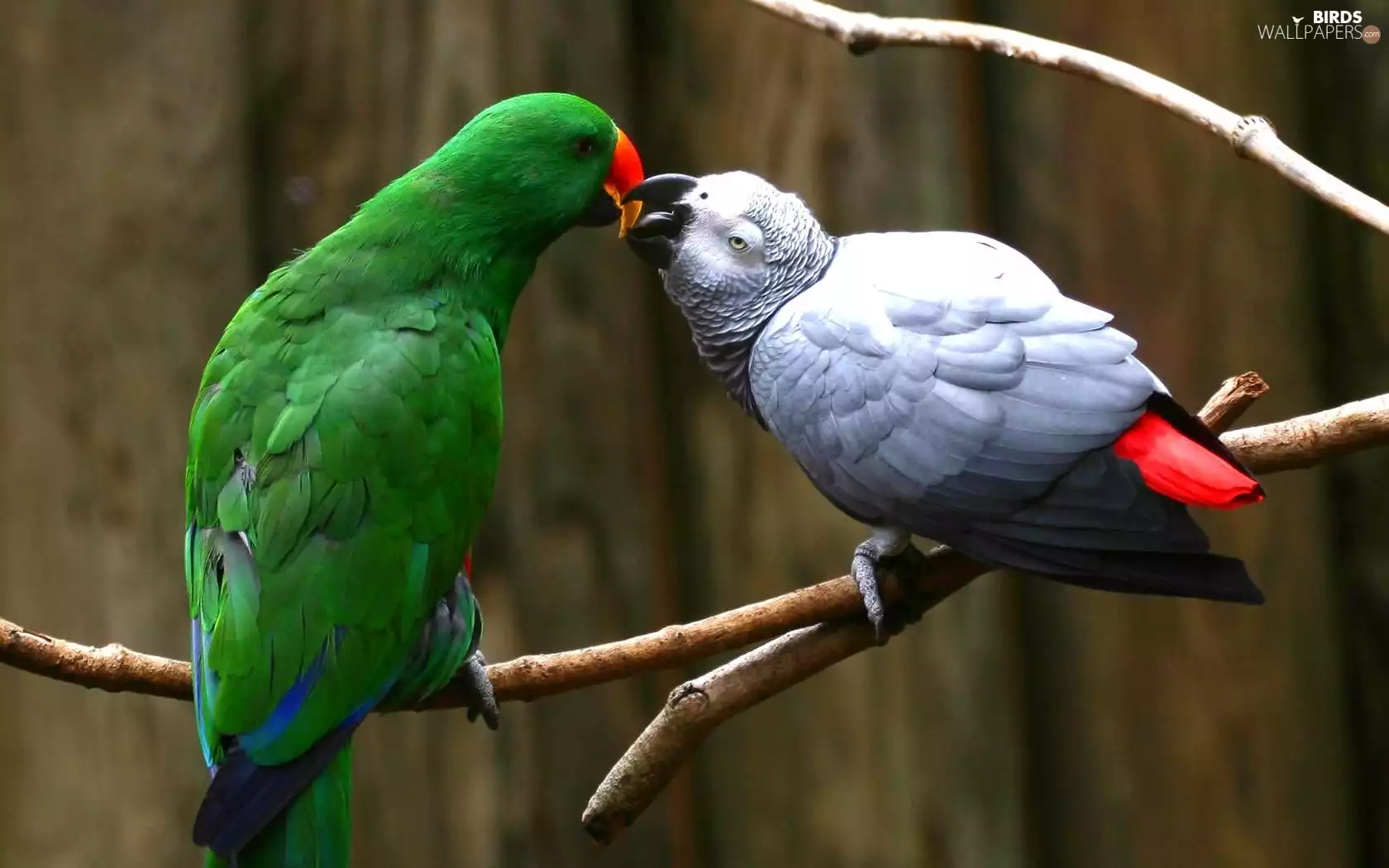 Two, Green, African Grey Parrot, Parrots
