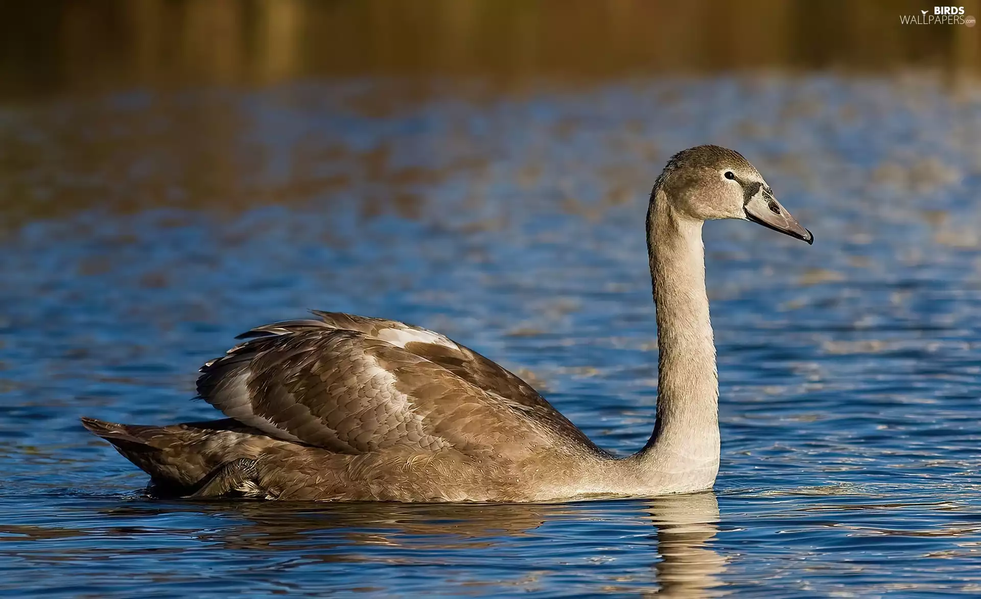 Swans, feather, water, Grey
