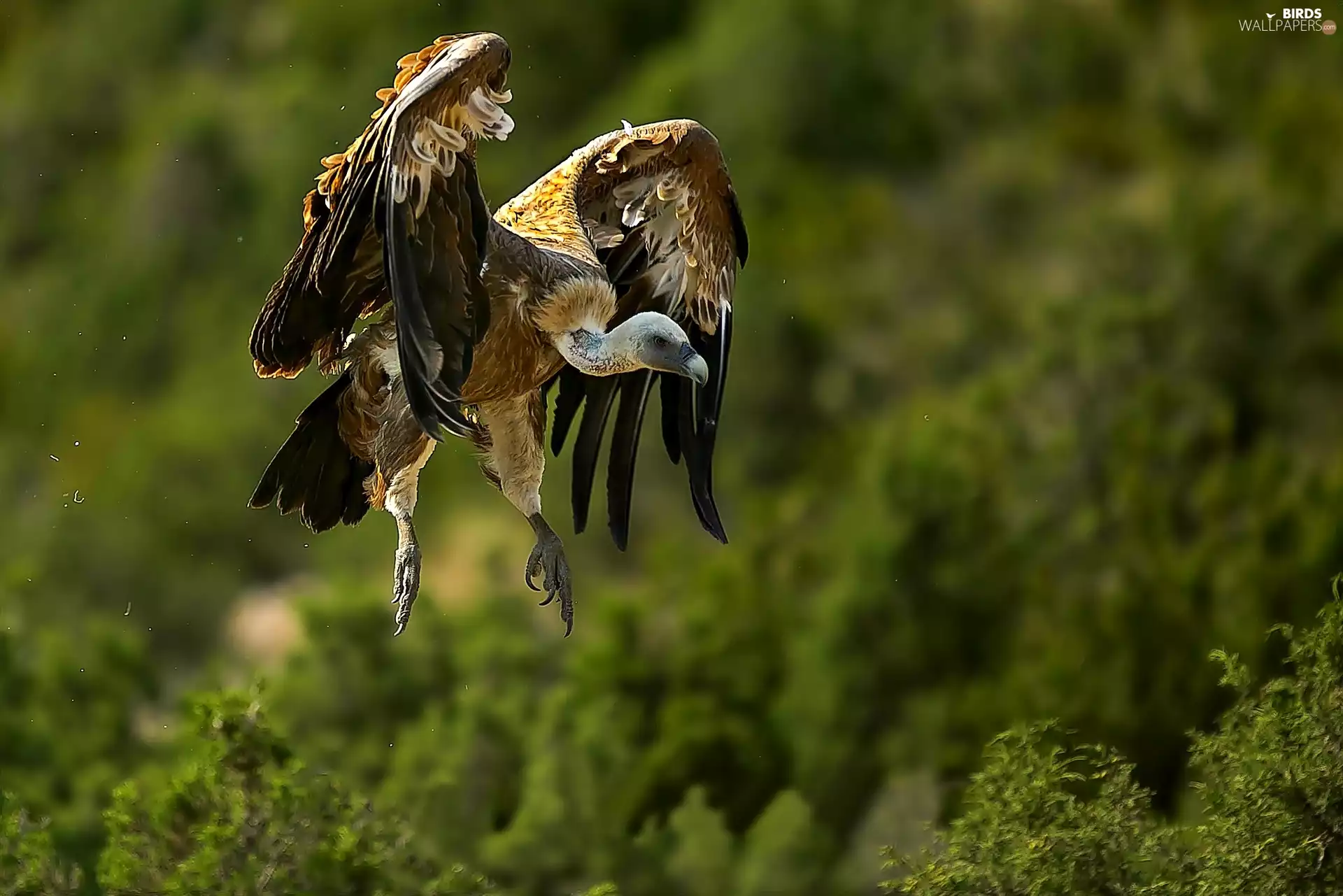 Bird, ##, Locie, griffon