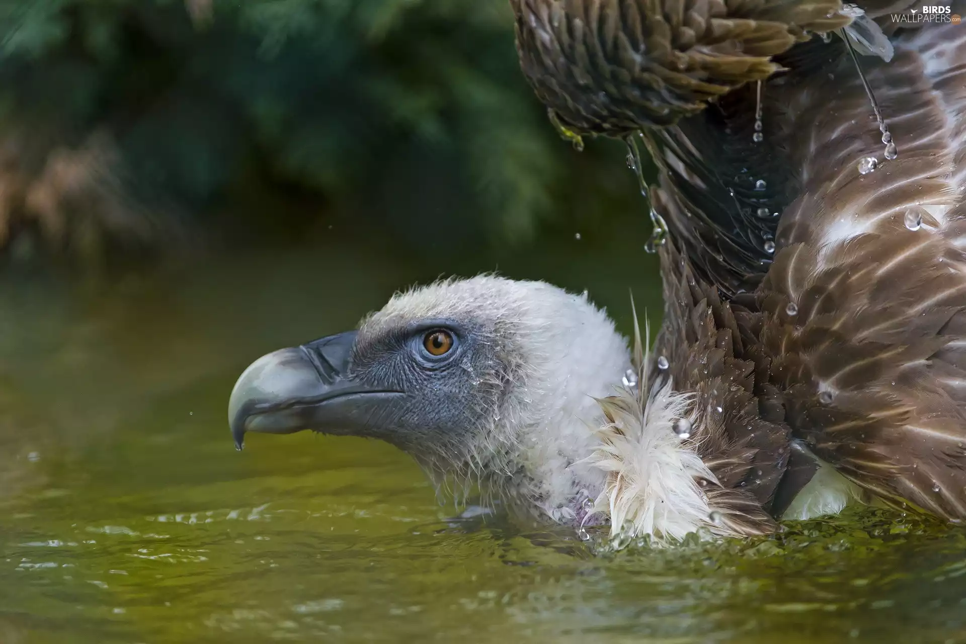 griffon, water