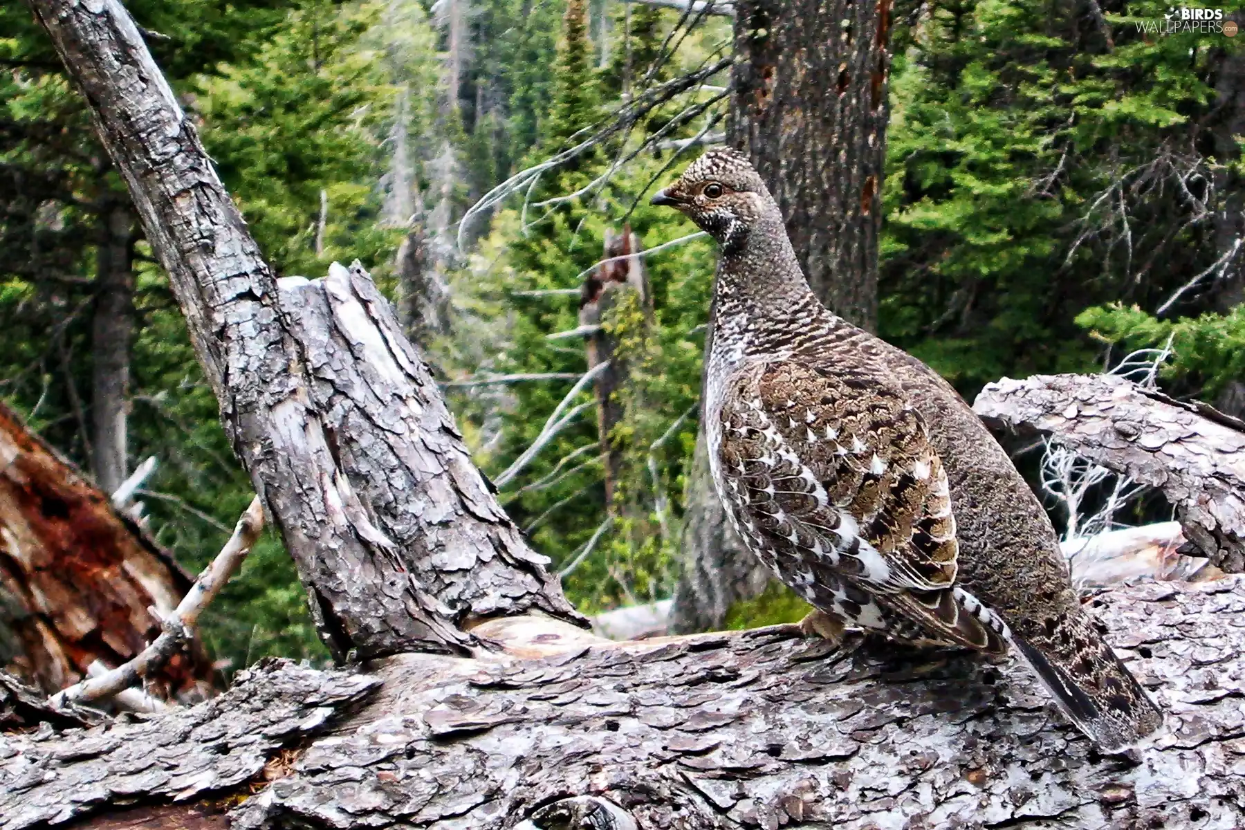 grouse, forest, female