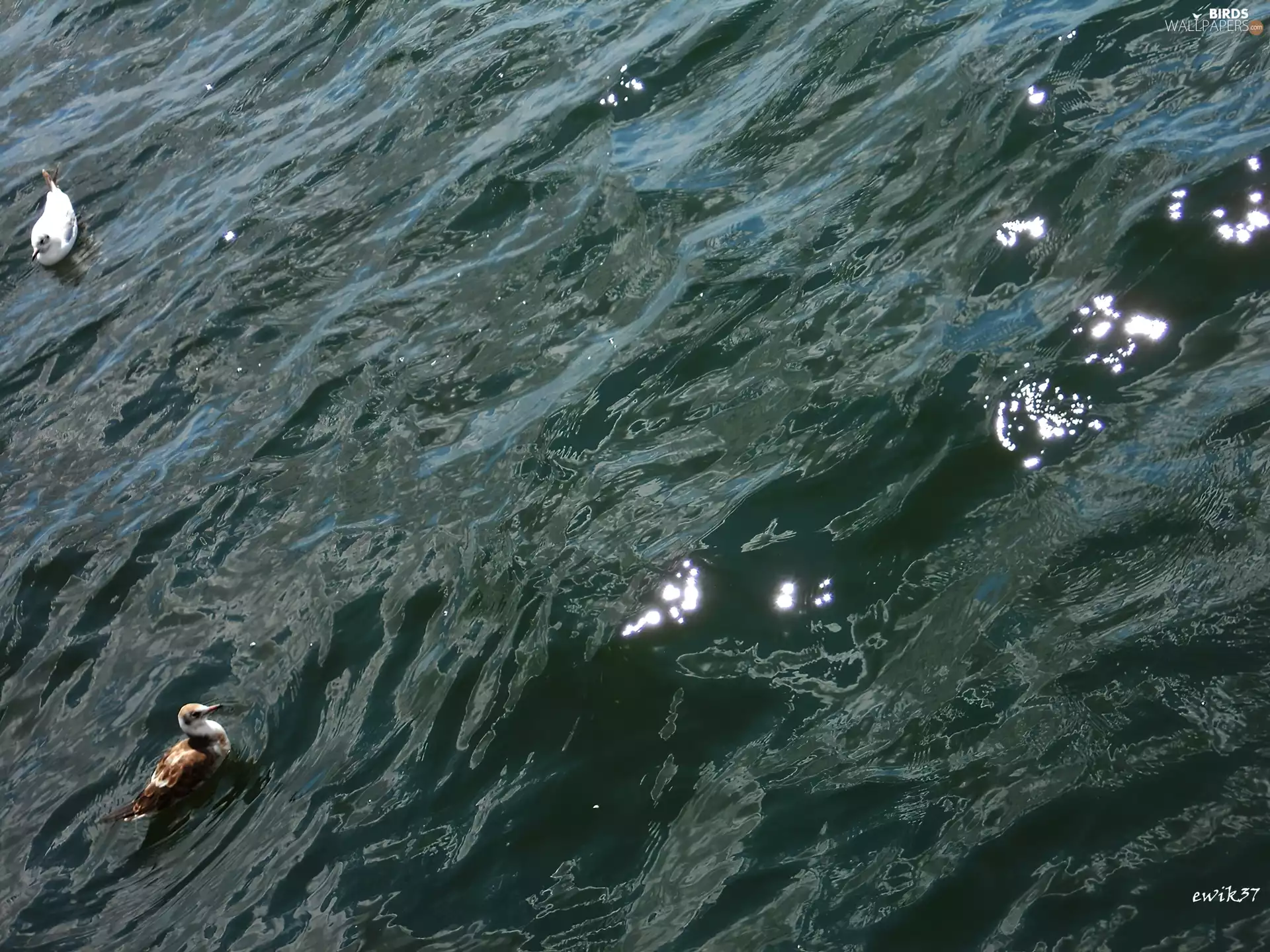 gulls, rays, sun, Gulf