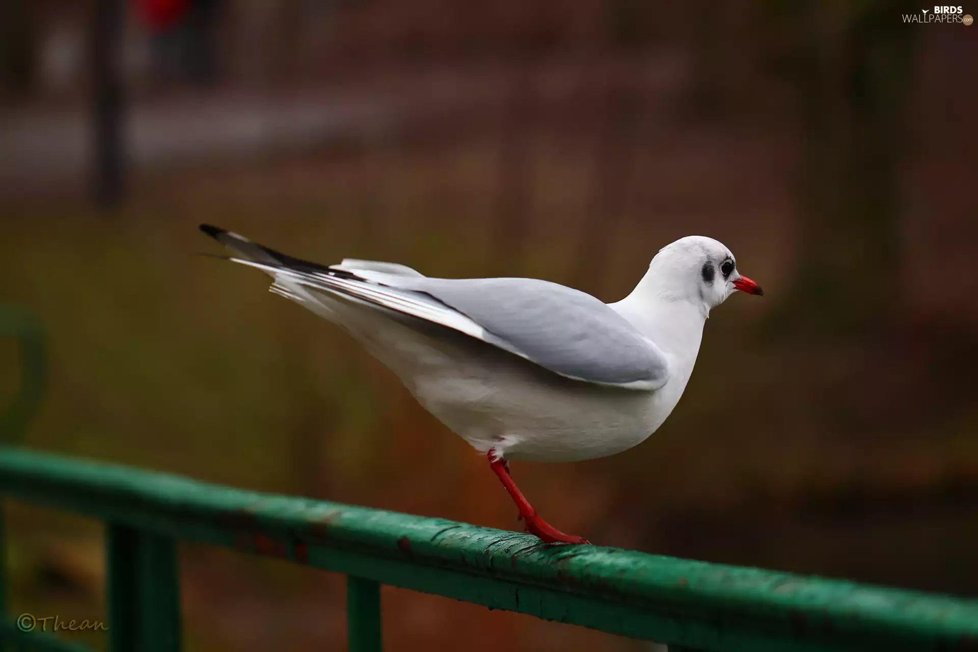 seagull, White, Bird, Gull