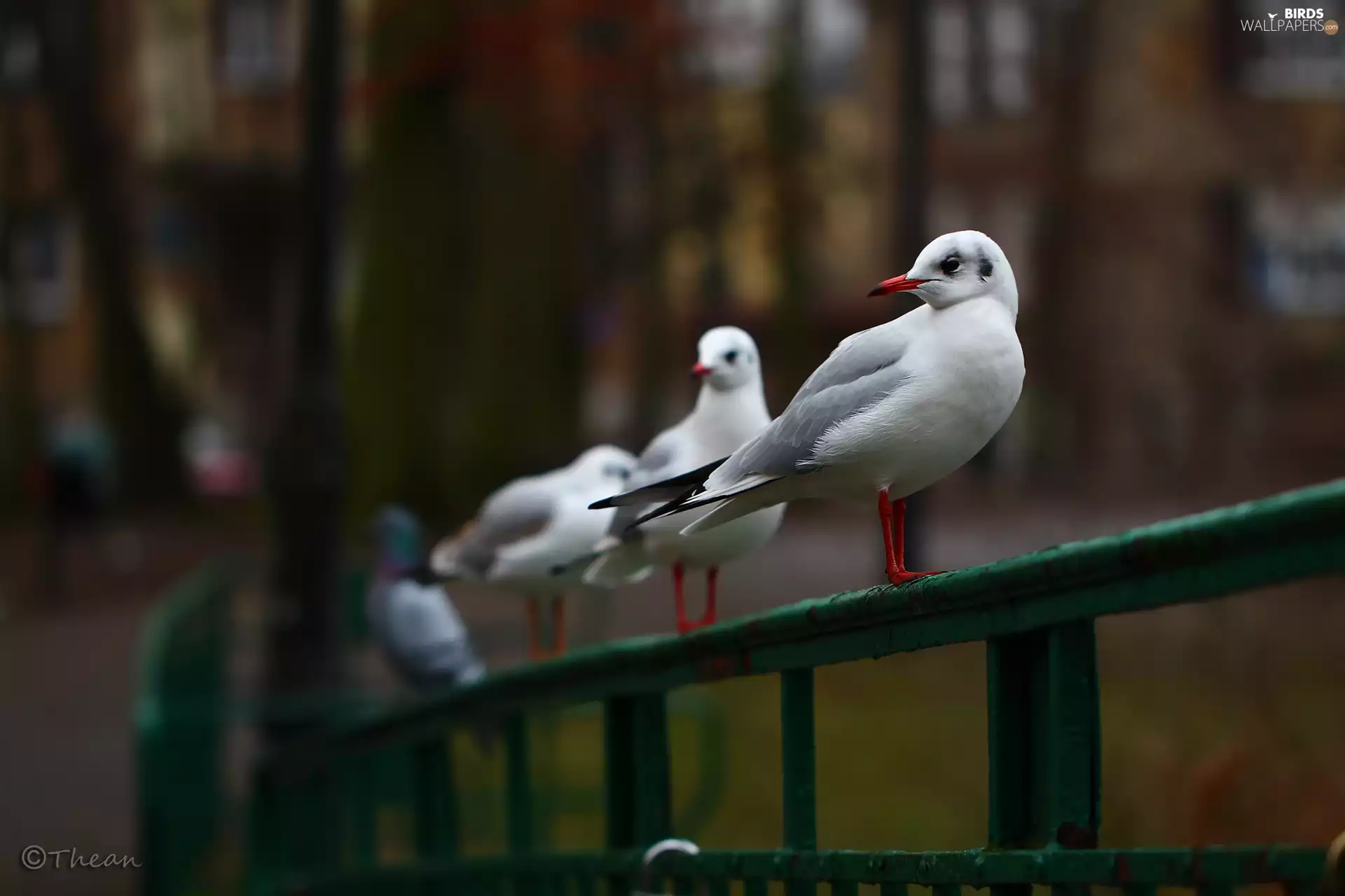 seagull, White, birds, Gull