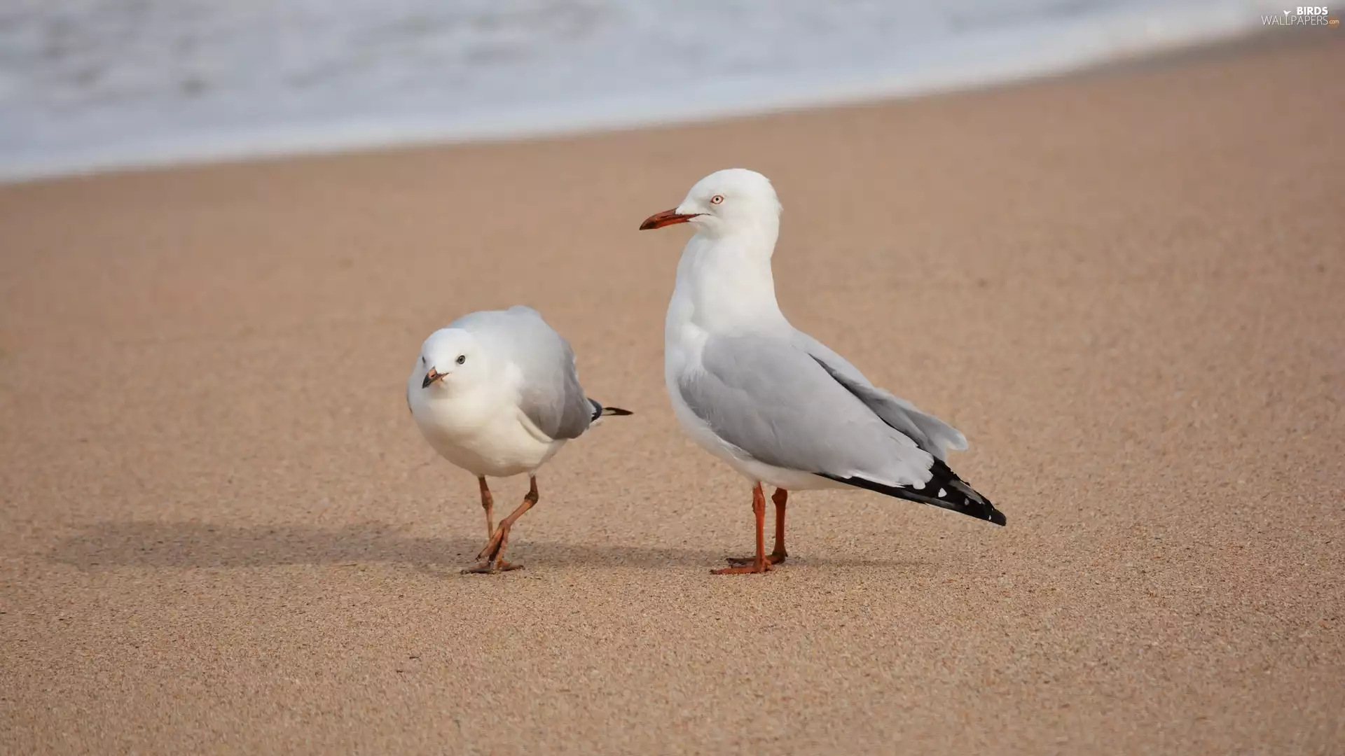 gulls, Beaches