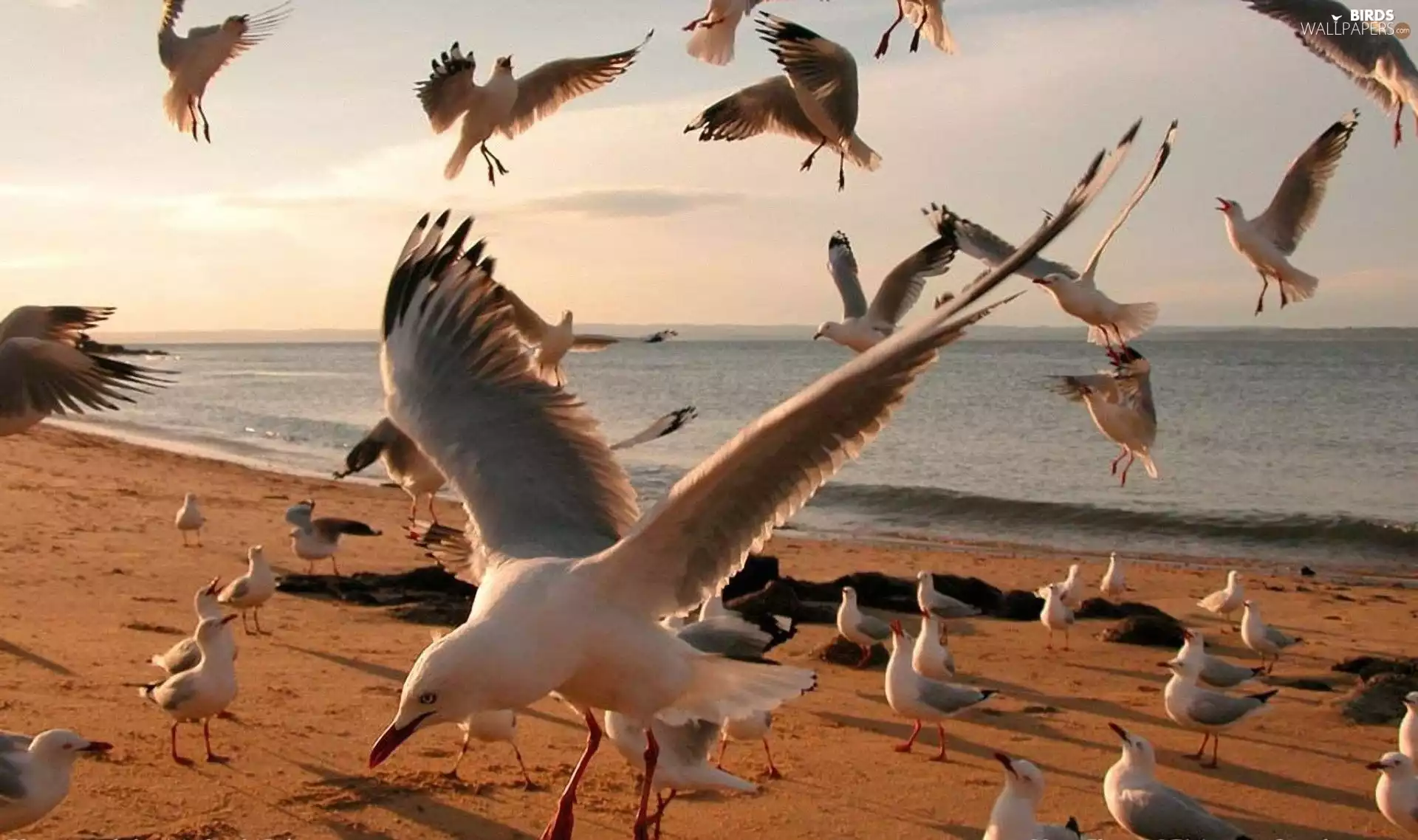 gulls, Beaches