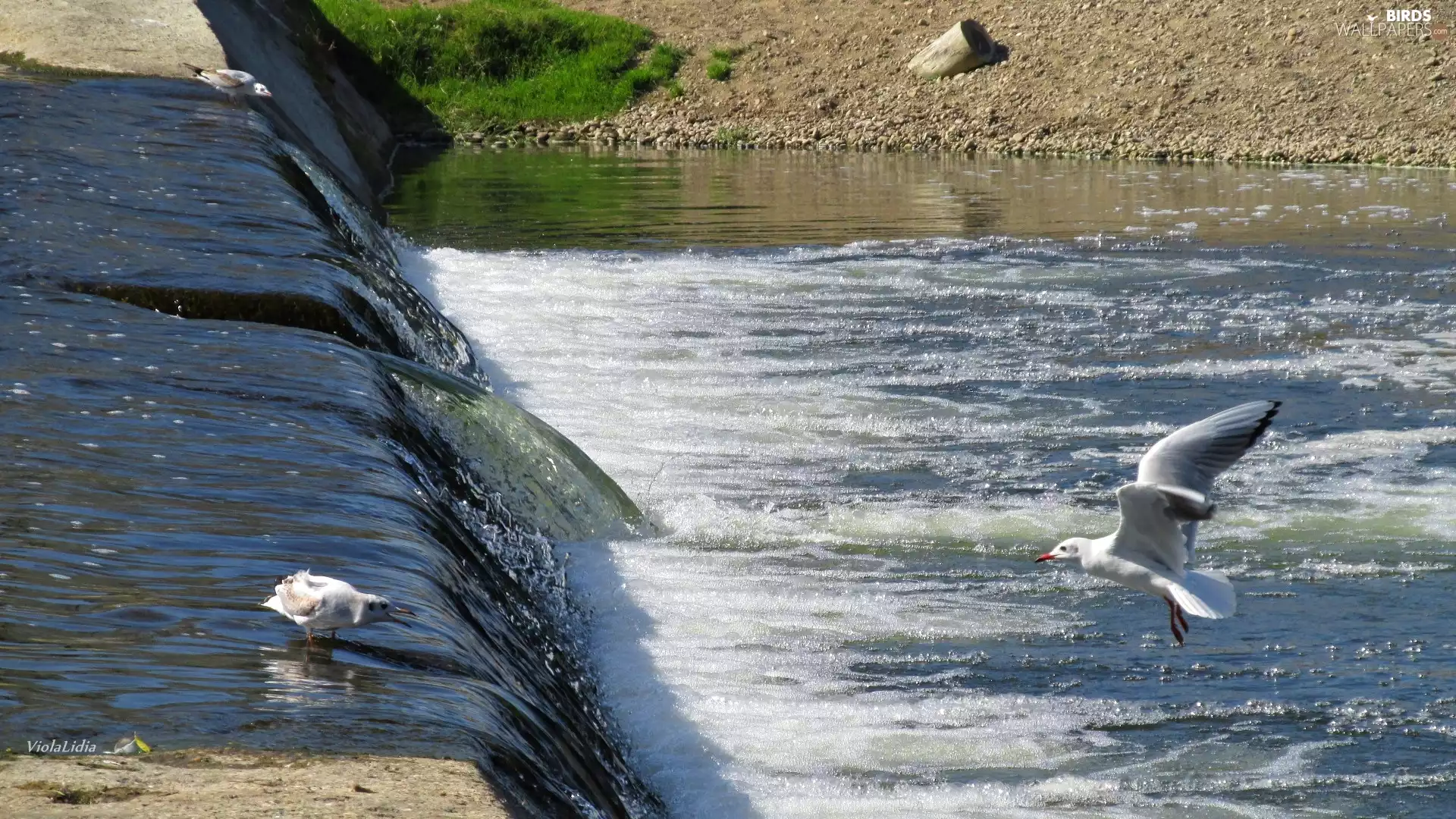gulls, River, birds