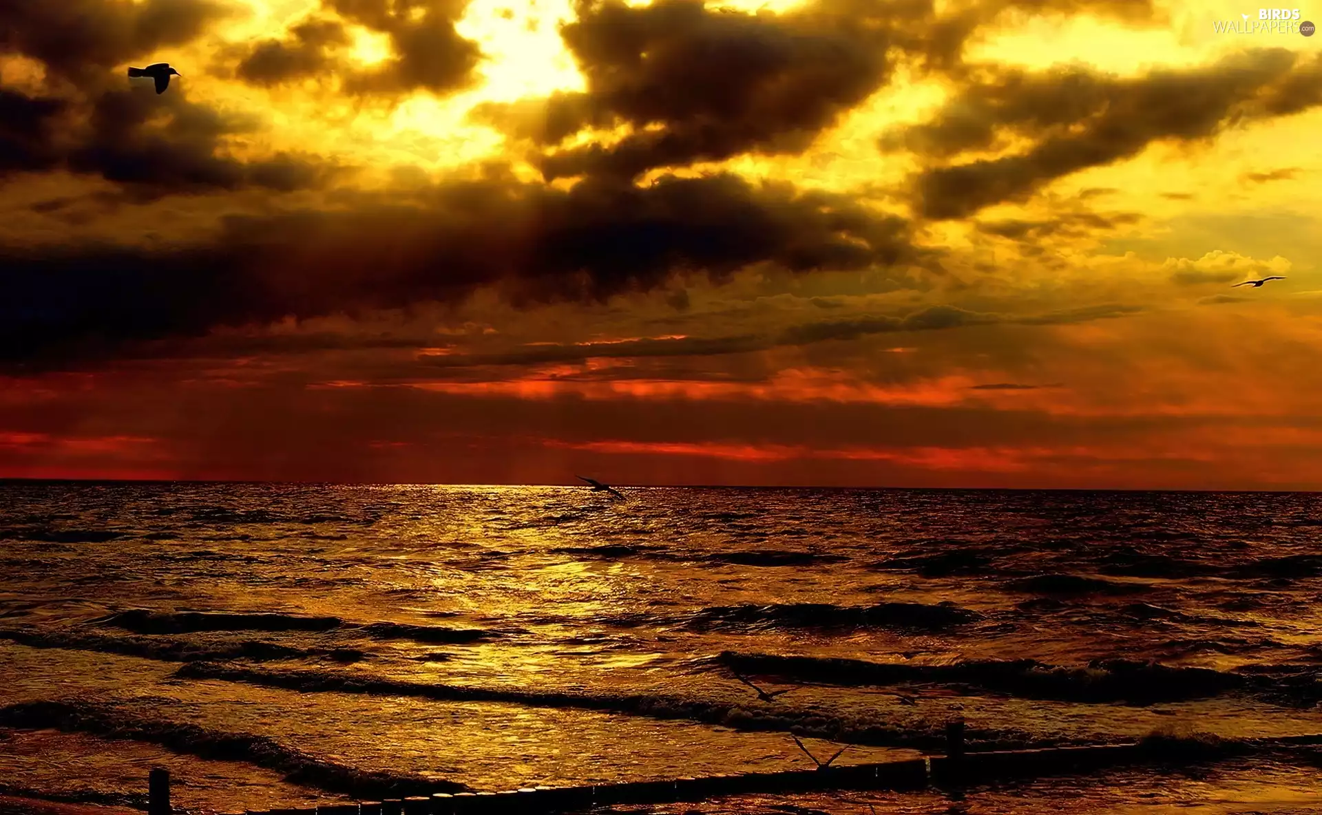 sun, gulls, clouds, west, sea
