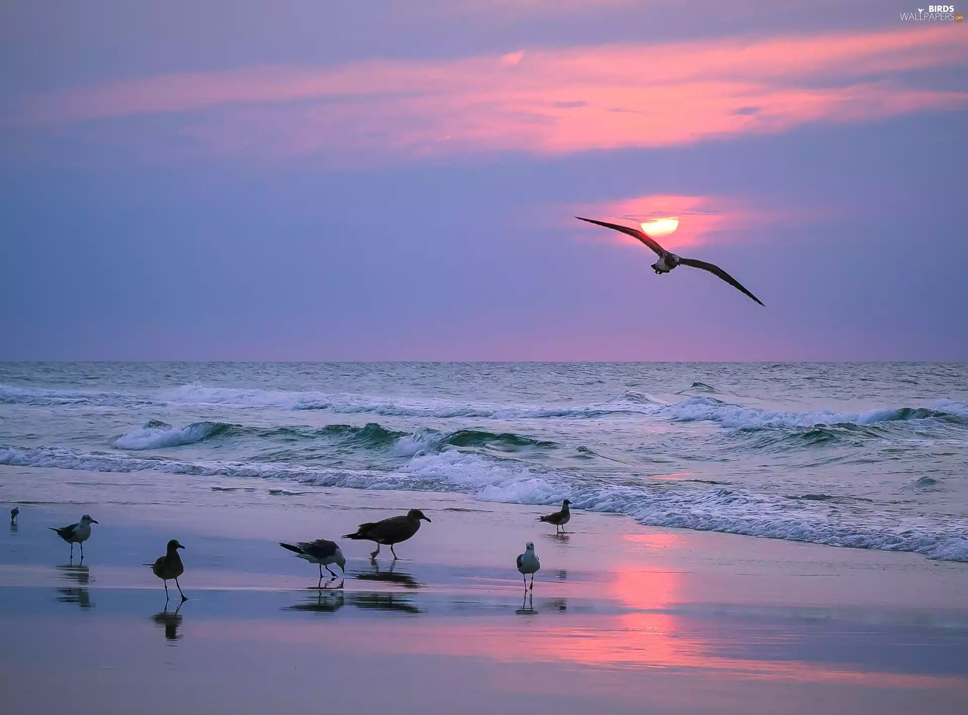 gulls, sea, coast