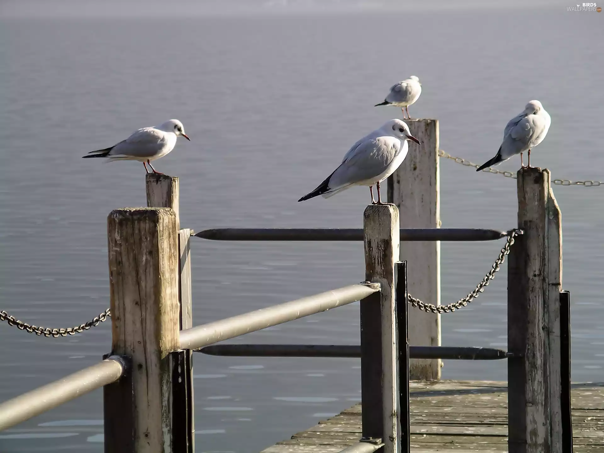 four, Platform, water, gulls