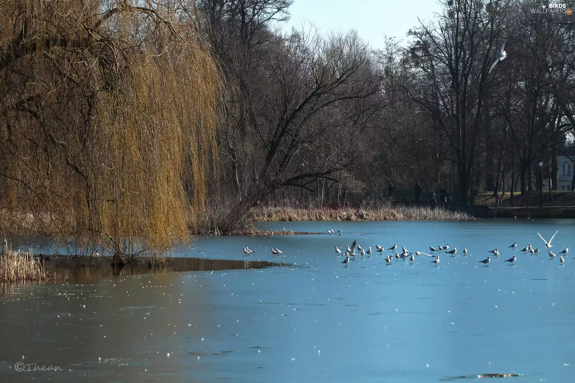 lake, Park, viewes, gulls, trees, frozen