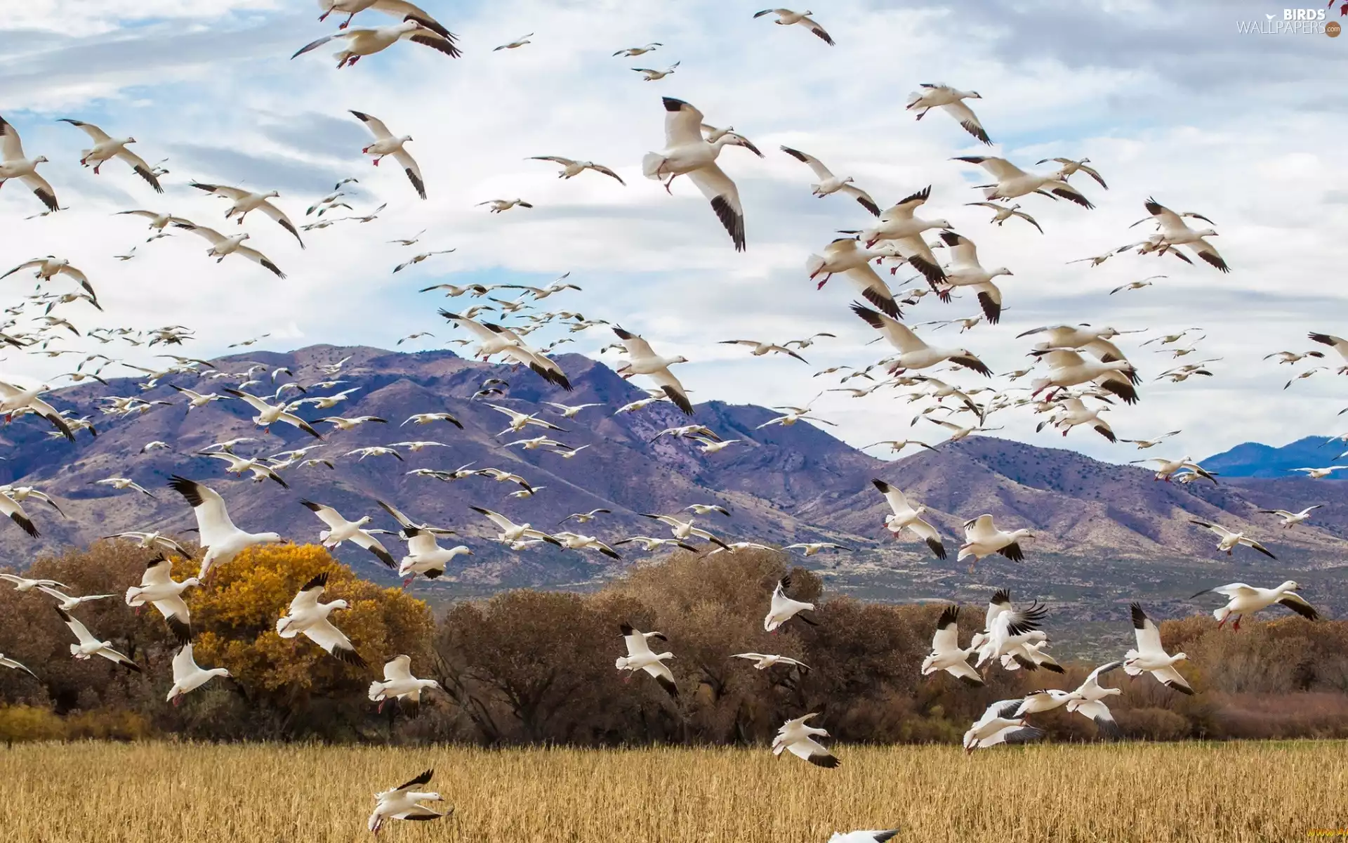 gulls, Mountains