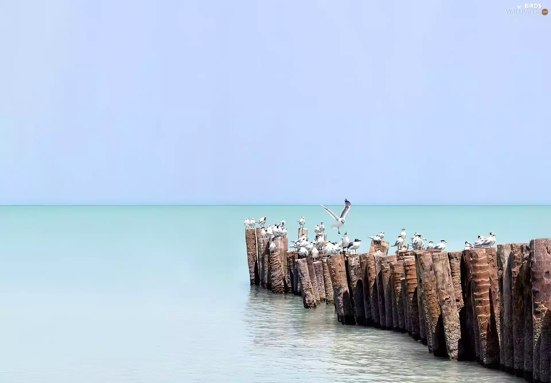 gulls, horizon, sea