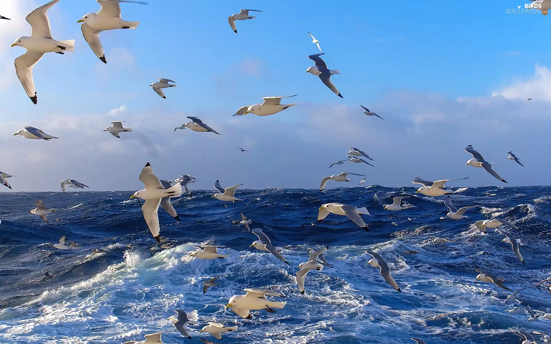 gulls, rough, sea