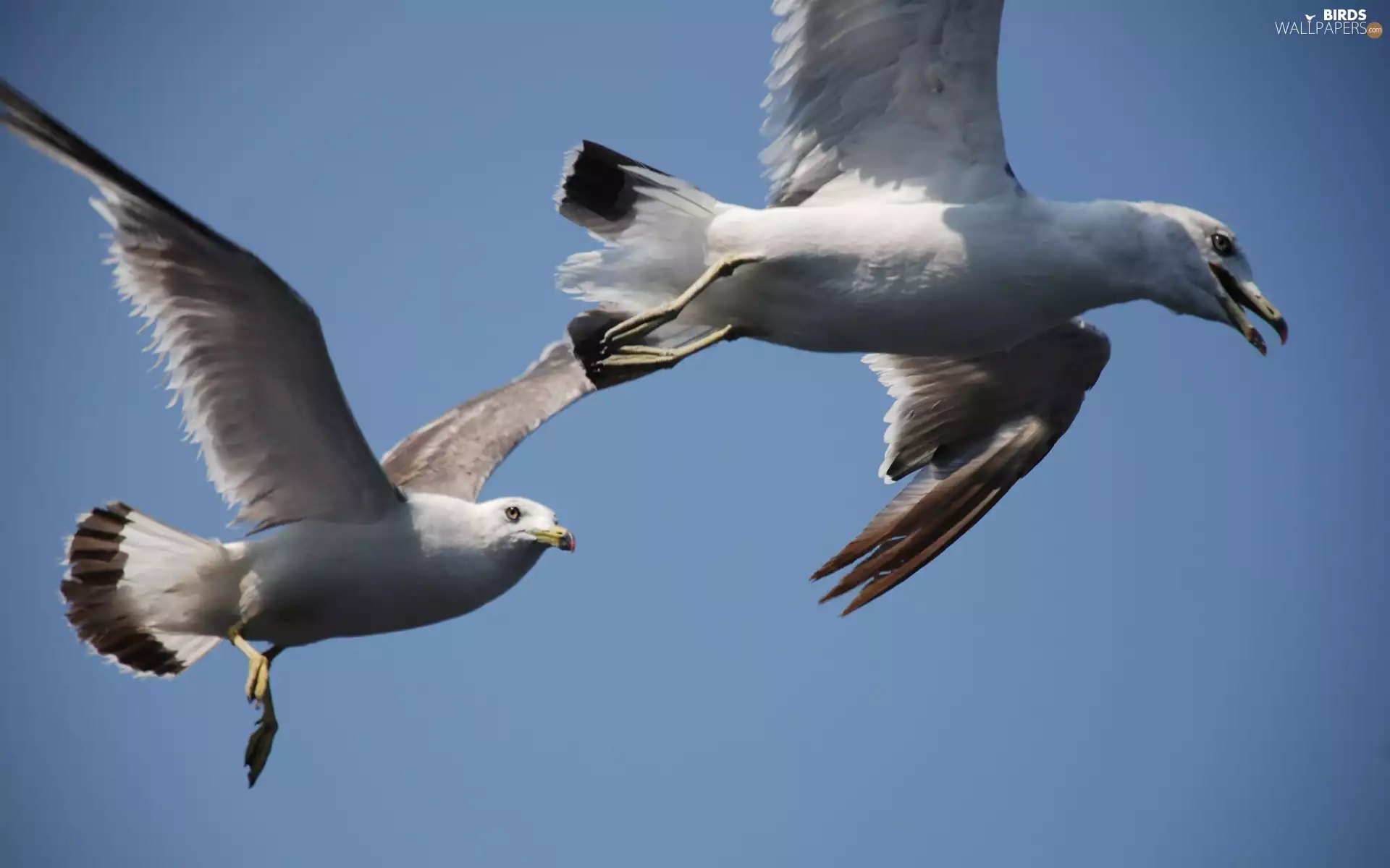 gulls, Sky