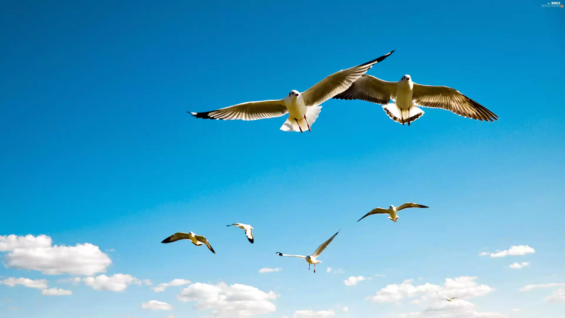 gulls, birds, Sky