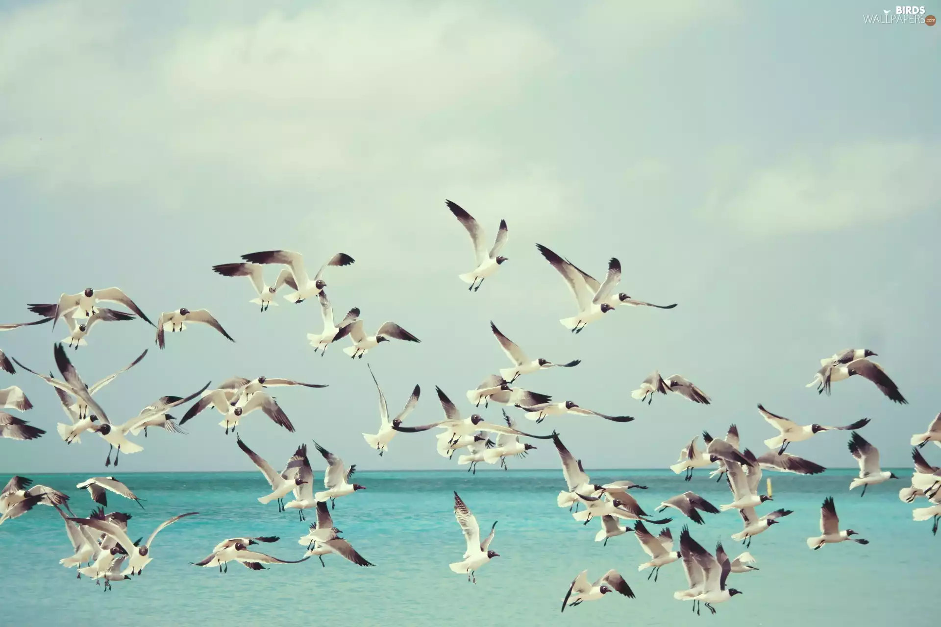 gulls, sea, Sky