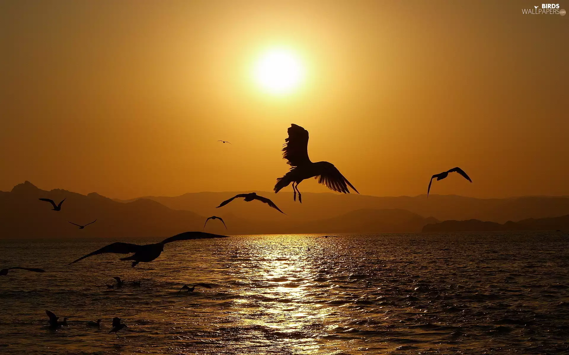 gulls, west, sun