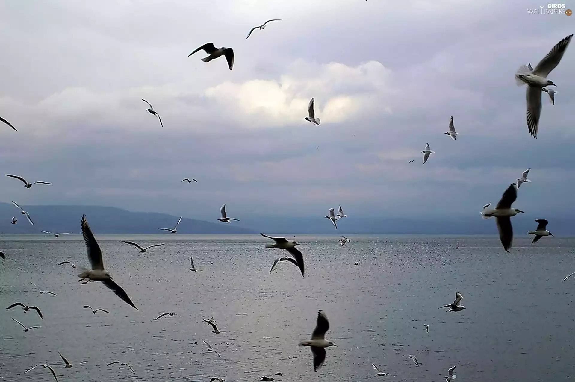 gulls, lake, Tiberias