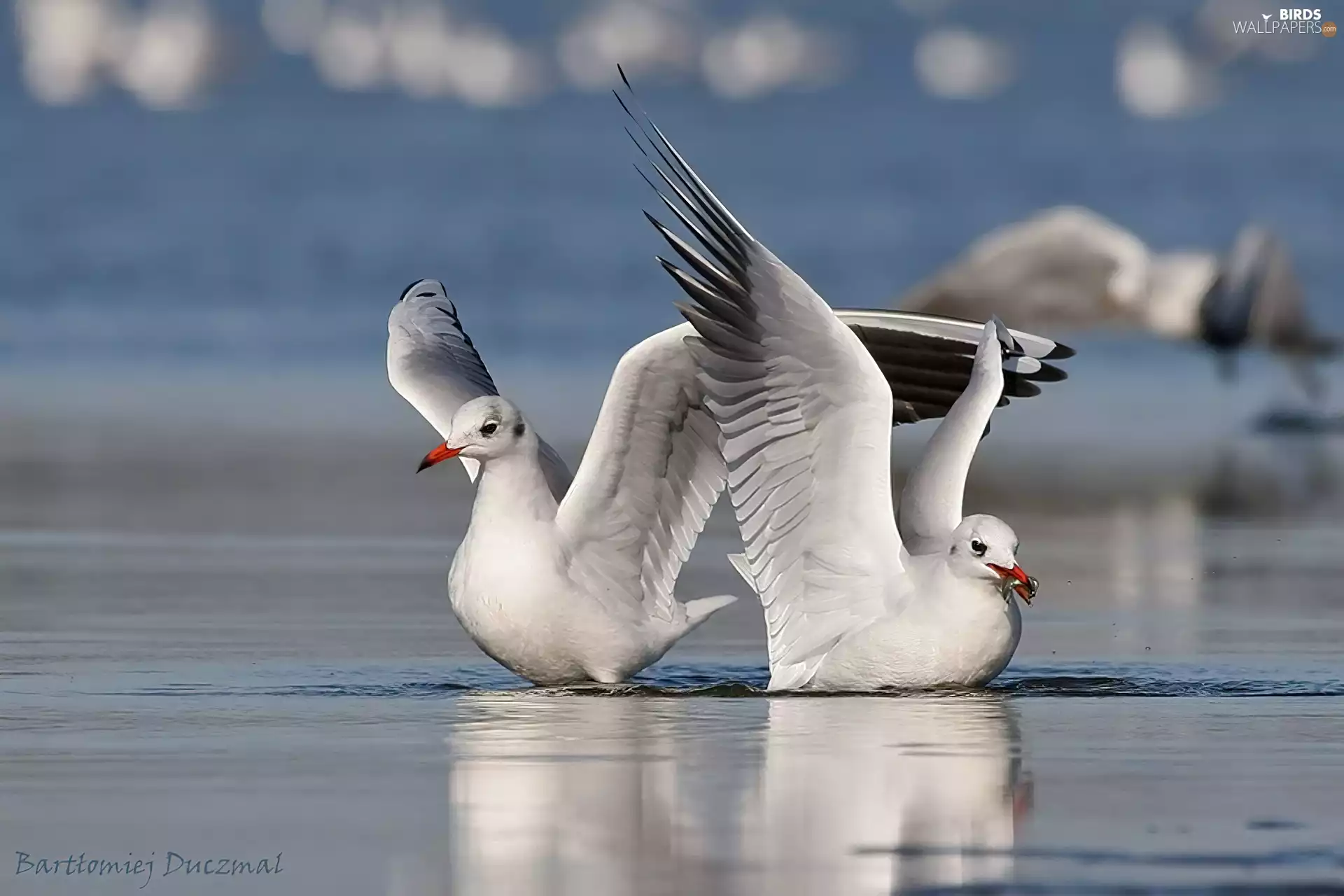 Two, Gull, feeding, gulls