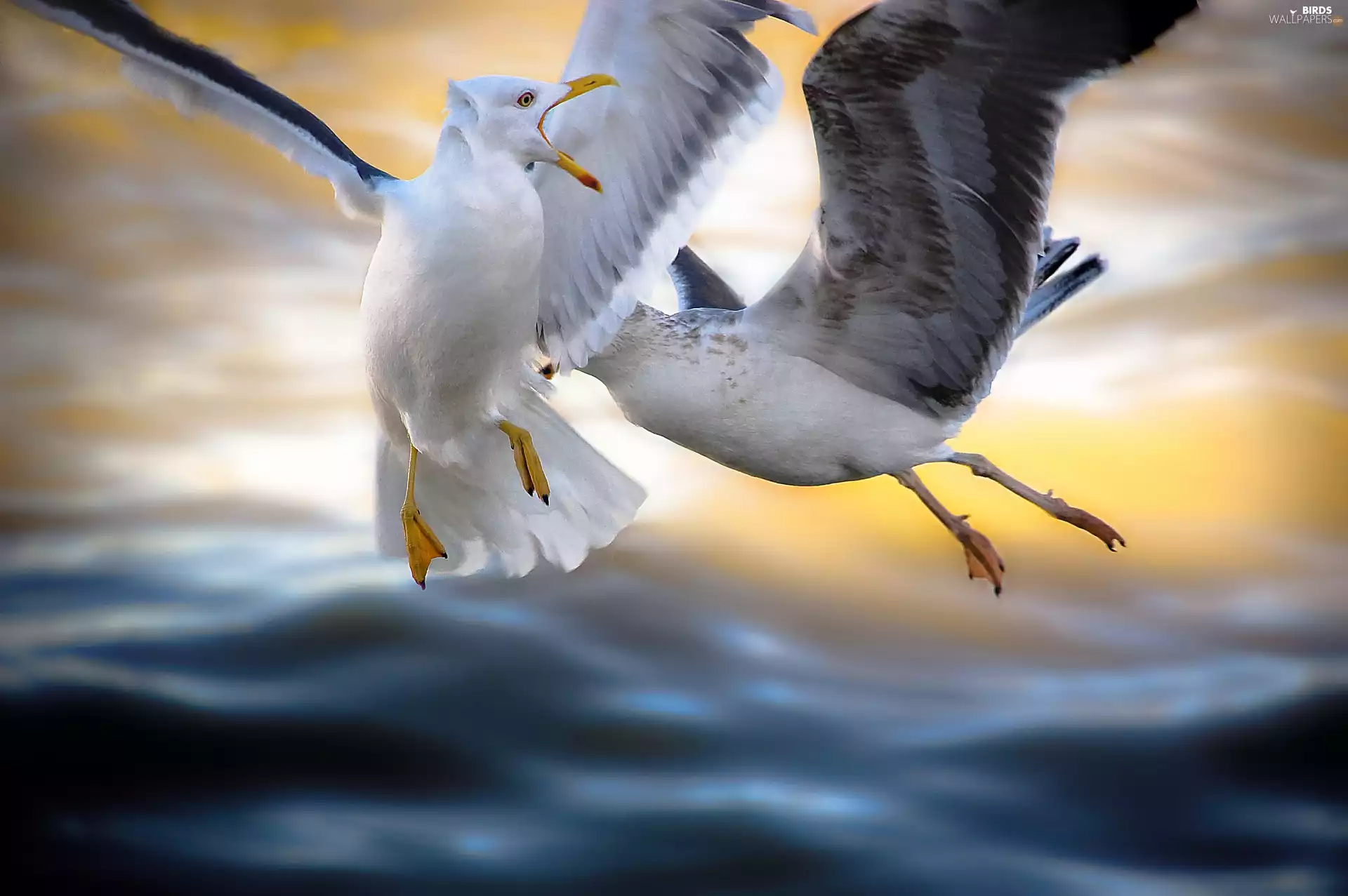 Two, flight, Sky, gulls
