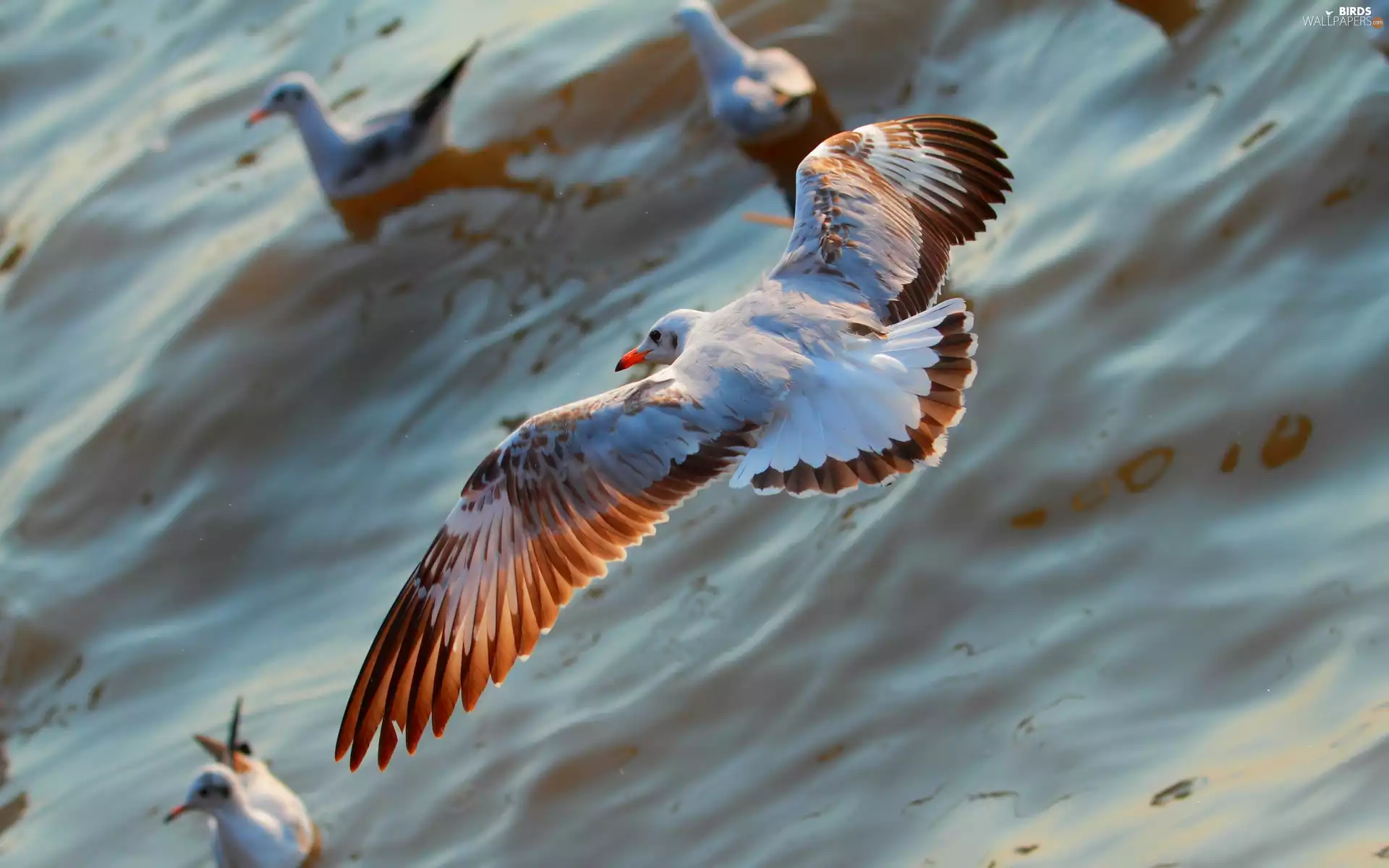 gulls, water