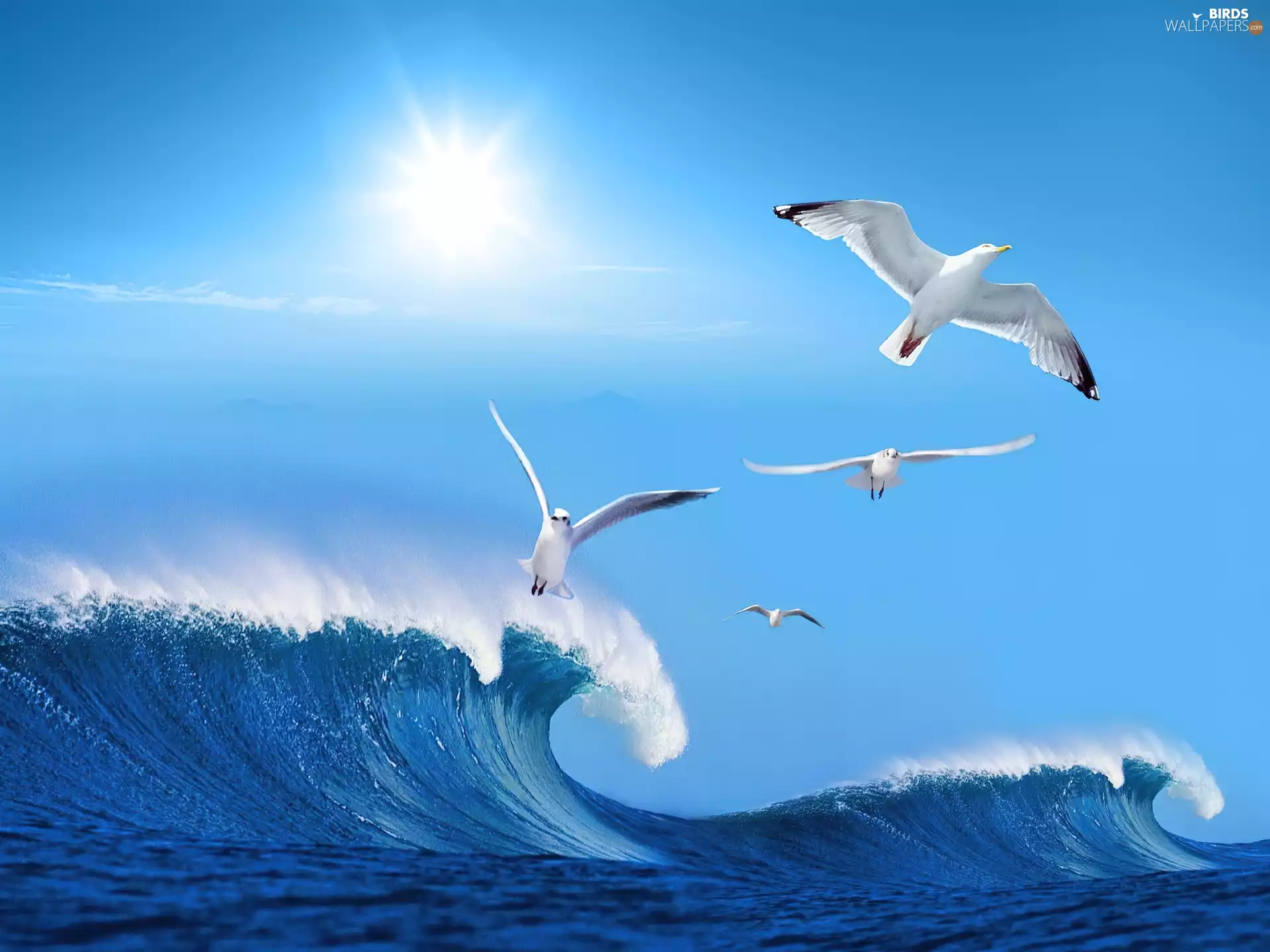 gulls, sea, Waves
