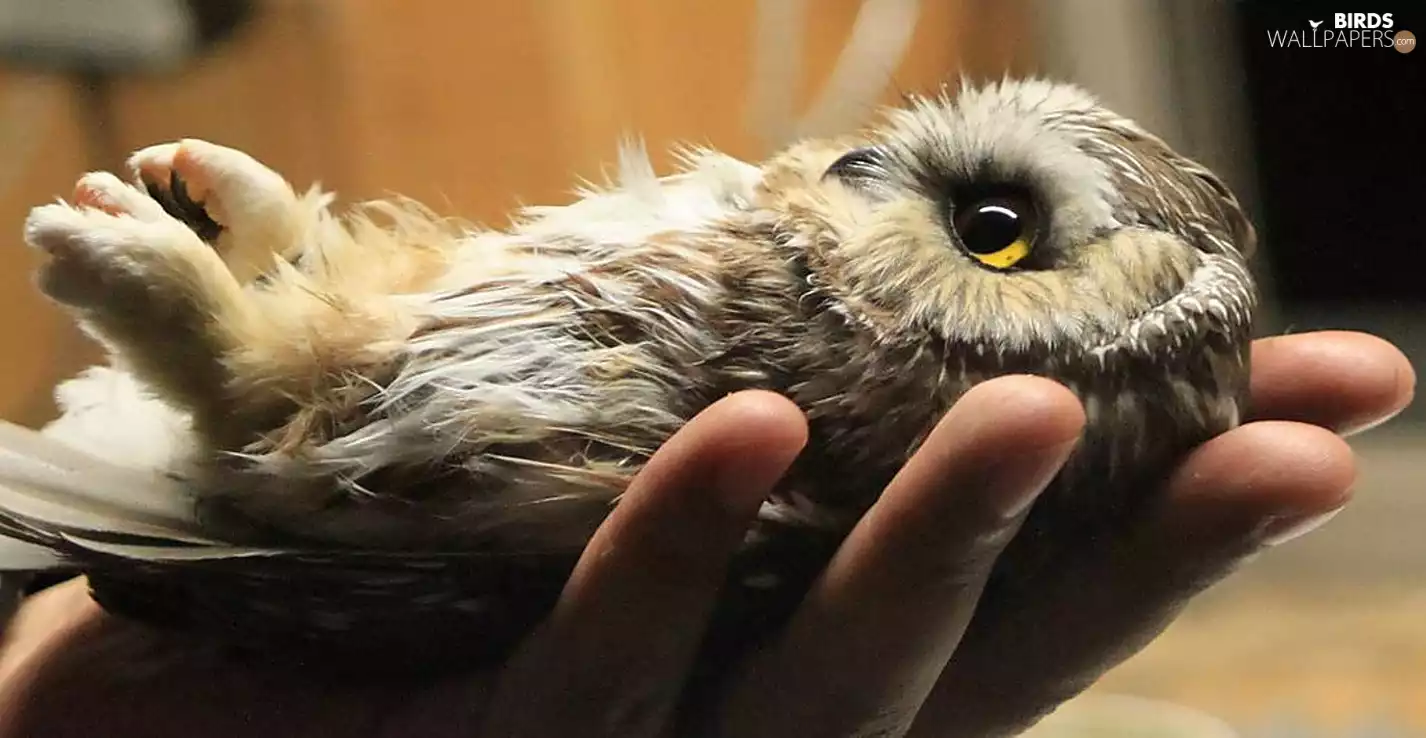 hand, small, owl