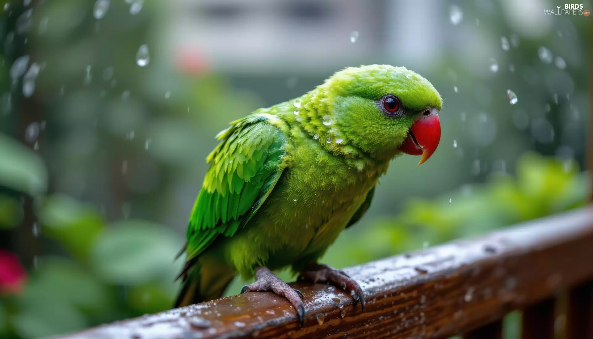 Green, hand-rail, Rain, parrot