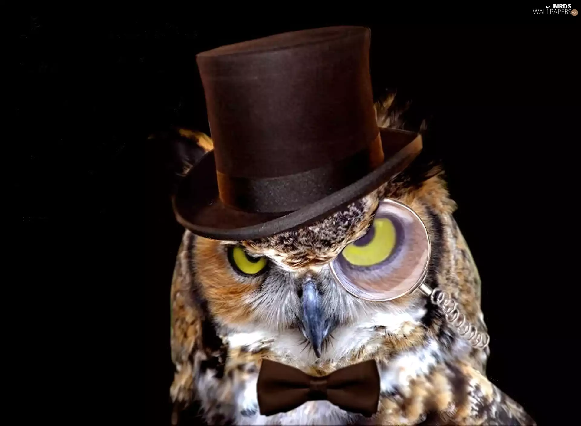 Hat, owl, @