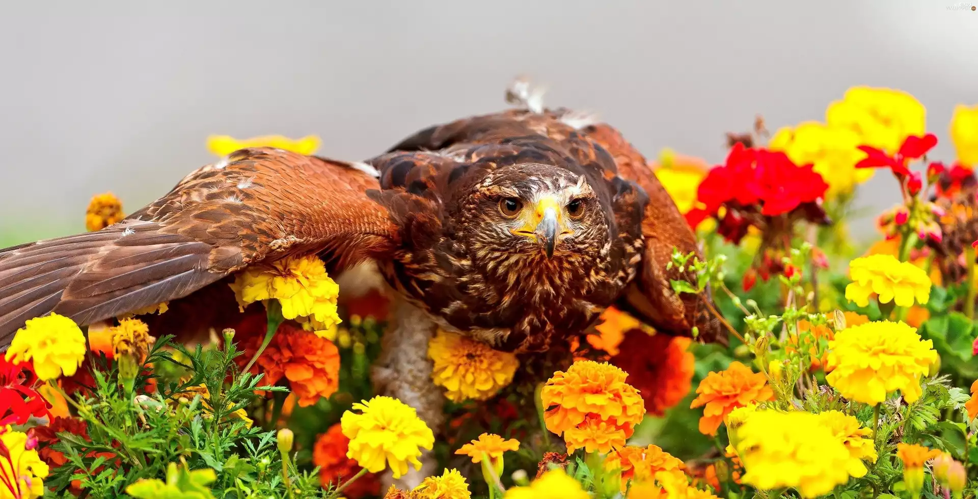 hawk, Flowers