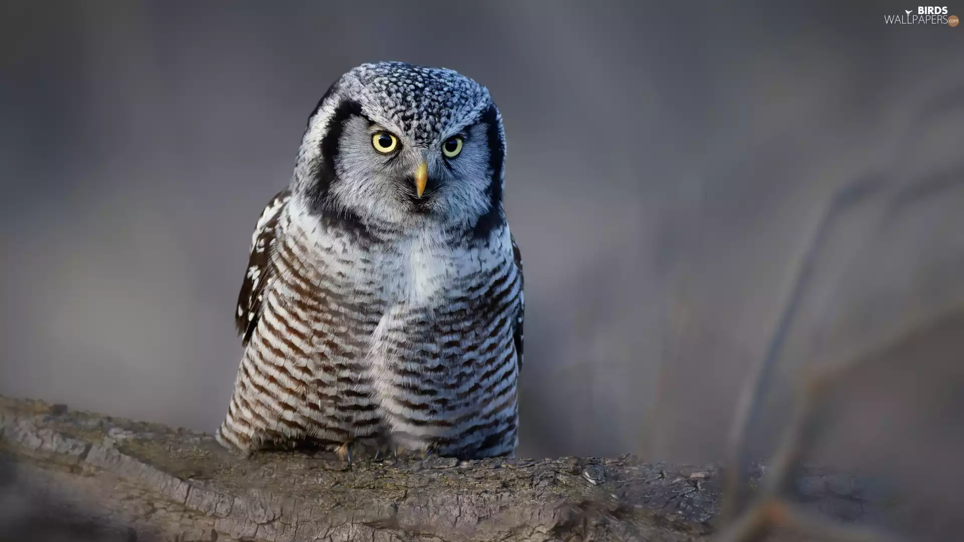 Northern hawk-owl, Bird, branch