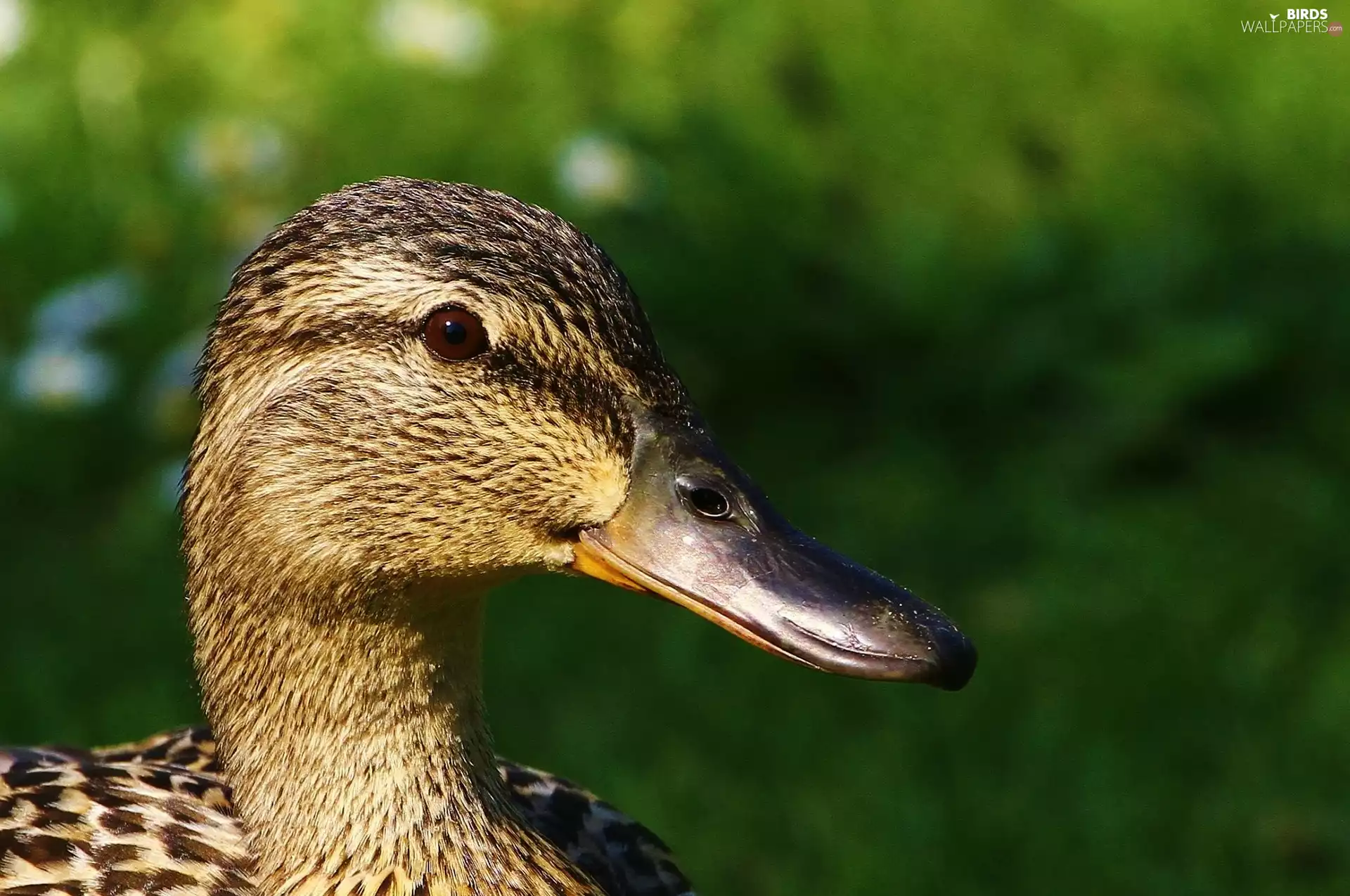 duck, eye, nose, head