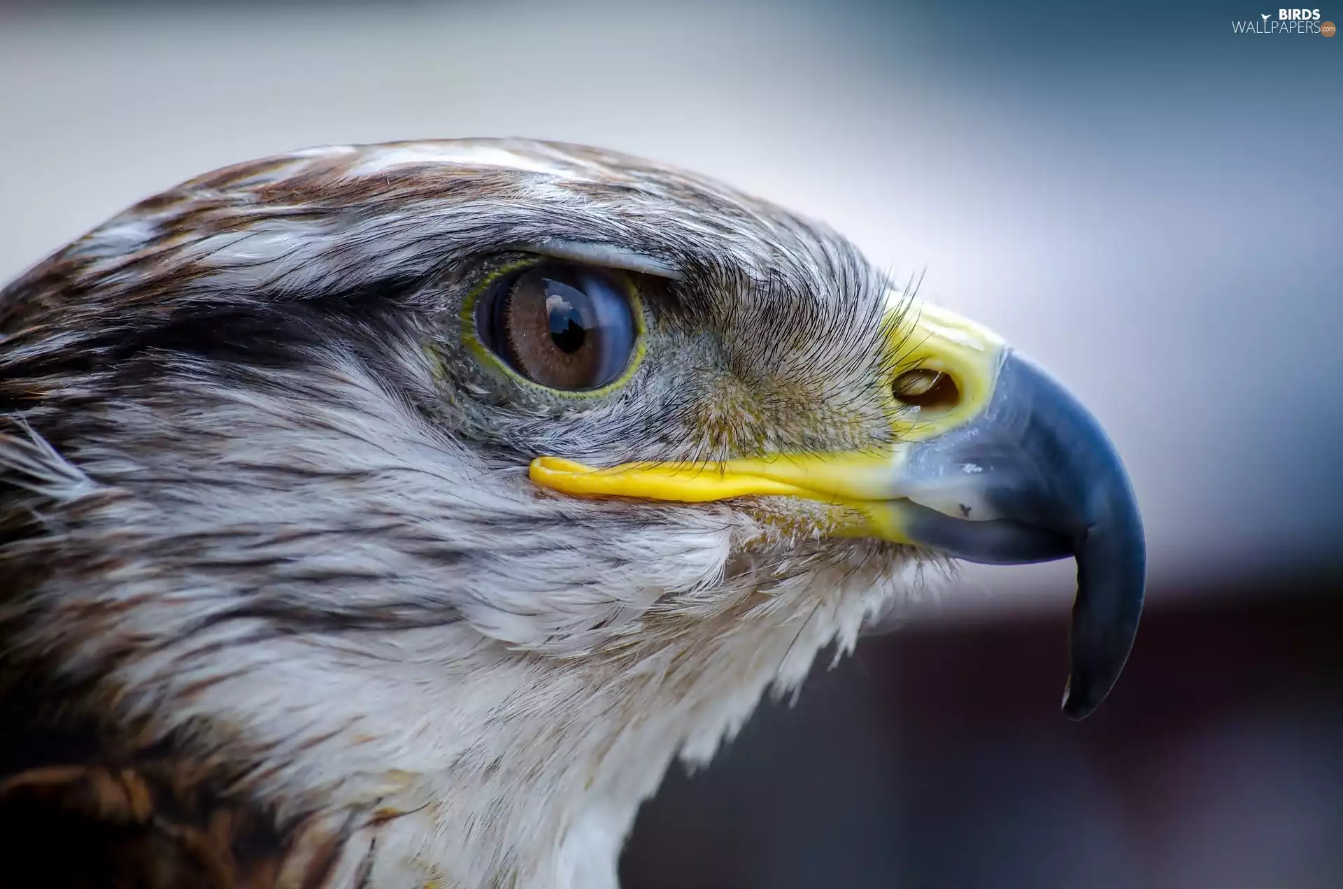 falcon, eye, nose, Head